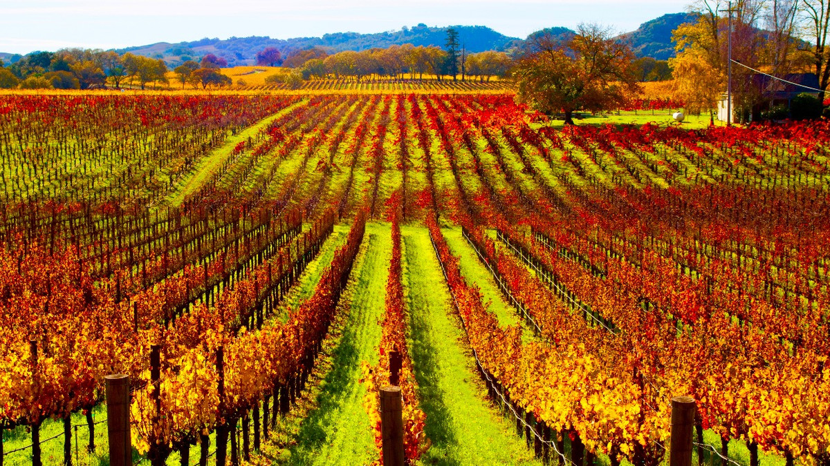 Scenic, But Underrated: This California Winery Is A Great Alternative To  Napa Valley