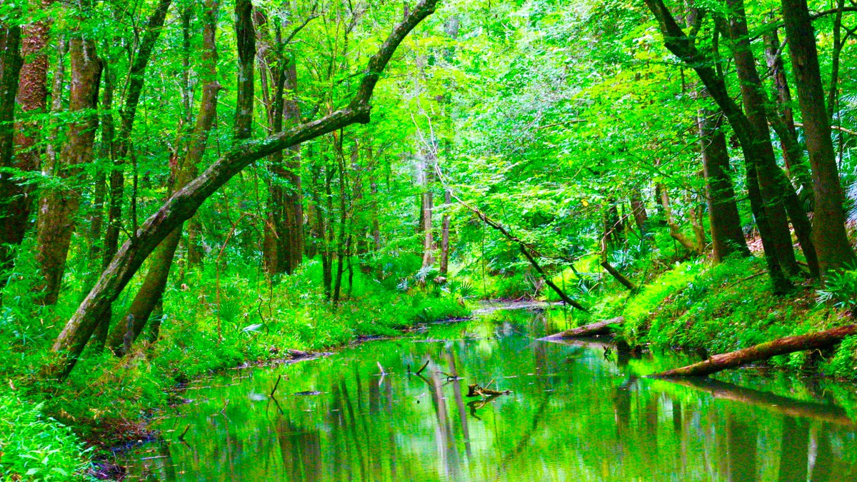 This Underrated Florida State Park Looks More Like The Blue Ridge ...