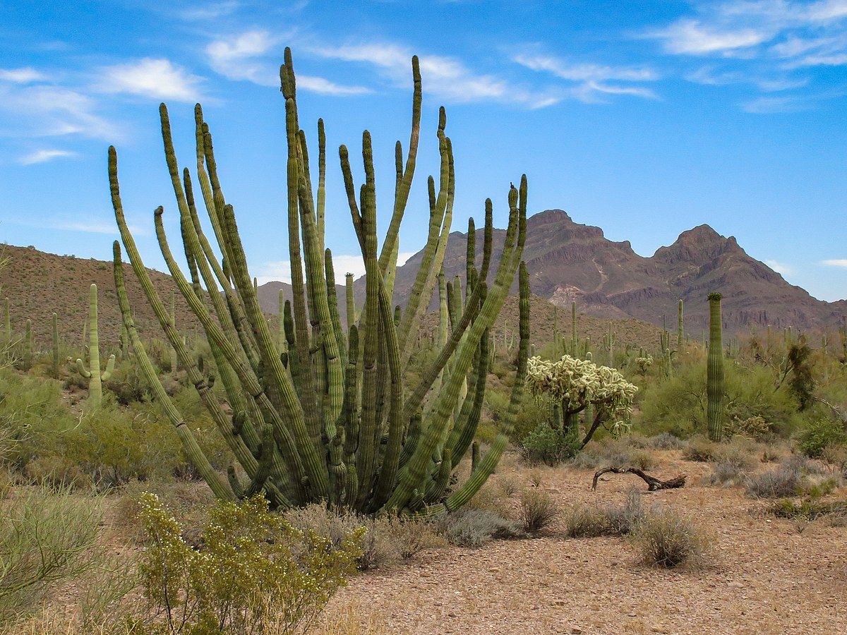 What You Should See When Visiting Organ Pipe Cactus National Monument