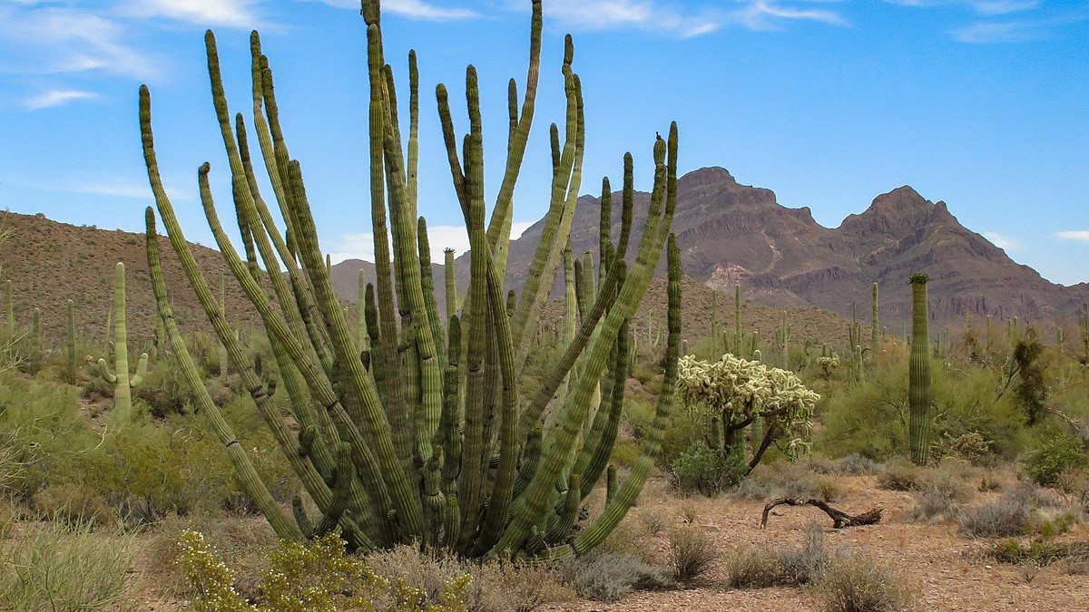 What You Should See When Visiting Organ Pipe Cactus National Monument