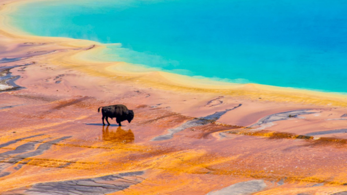 Yellowstone National Park Tourists Enter Banned Area That Roasted A Bison Alive