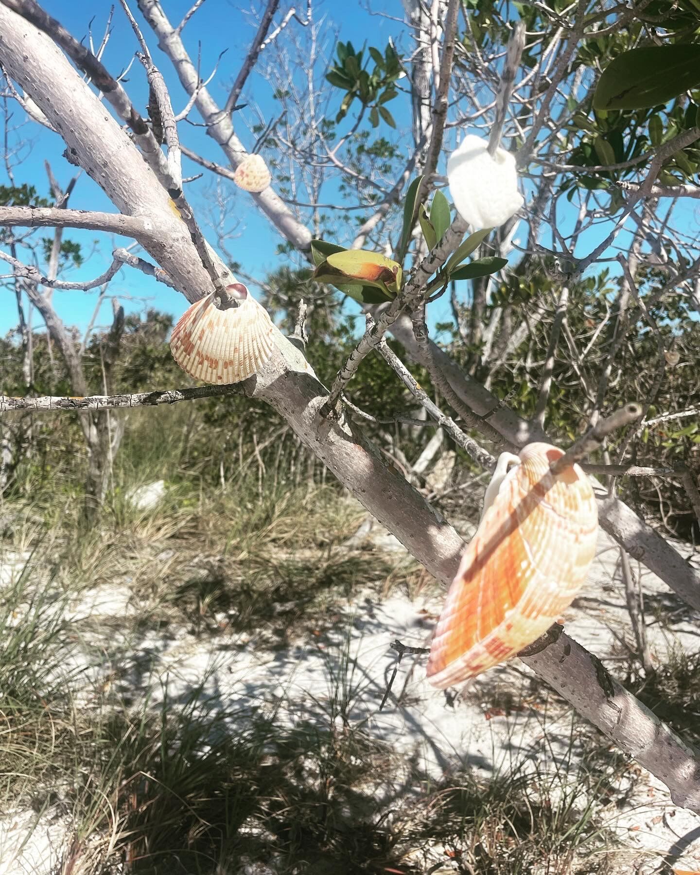 7 Best Beaches In Florida For Seashell Hunters