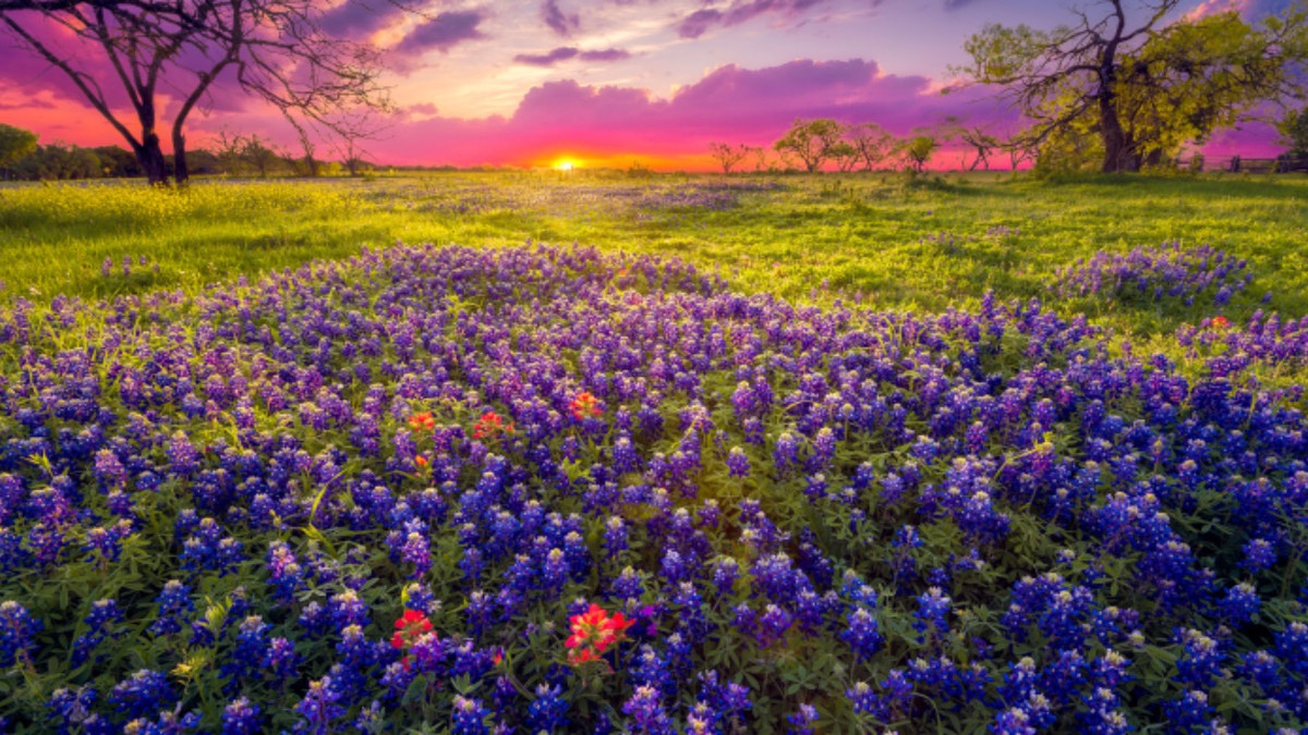7 Scenic Road Trips To See Texas' Famous Bluebonnets