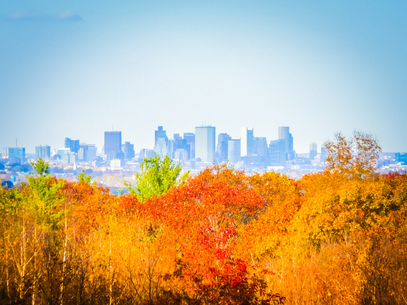 Boston skyline panoramic image behind the orange, yellow, and red leaves during foliage in the Blue Hills Reservation natural park