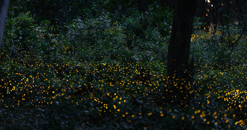Fireflies Realview Here's Where To See Fireflies In The Southeast
