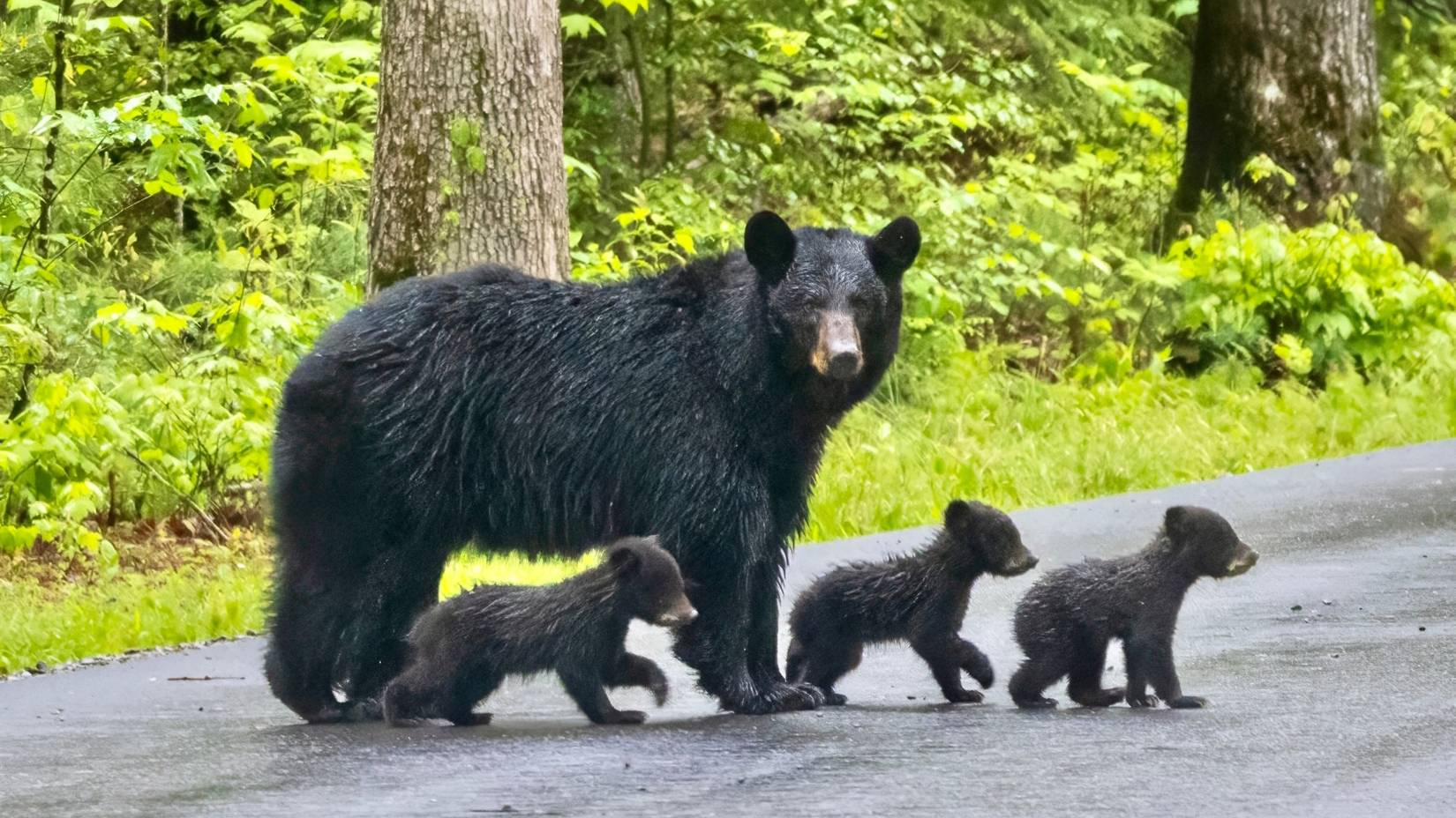 A mother black bear crosses the road with her cubs in Great Smoky Mountains National Park, Tennessee.