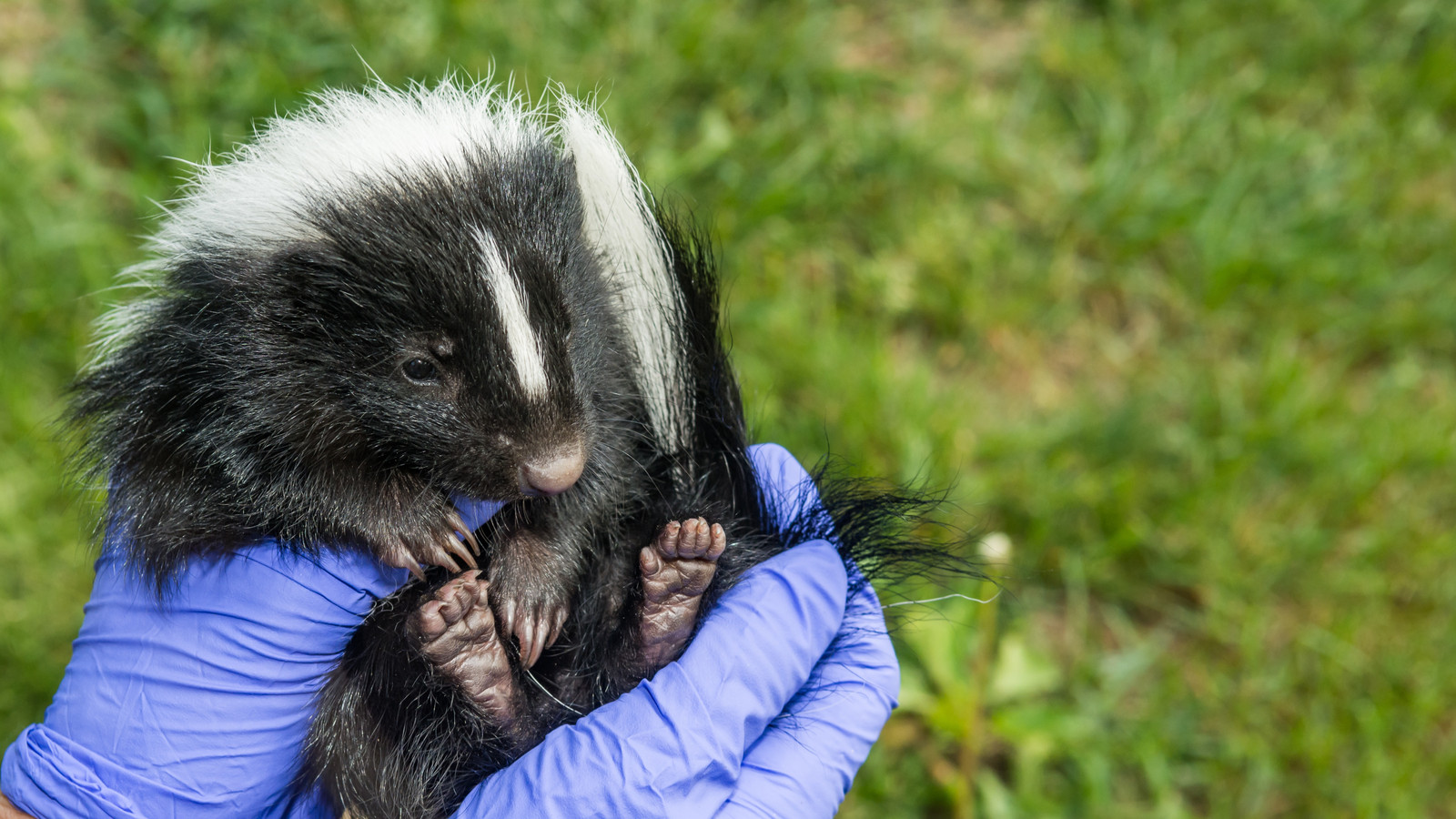 This Stinky Support Animal Provides Love And Education In Iowa