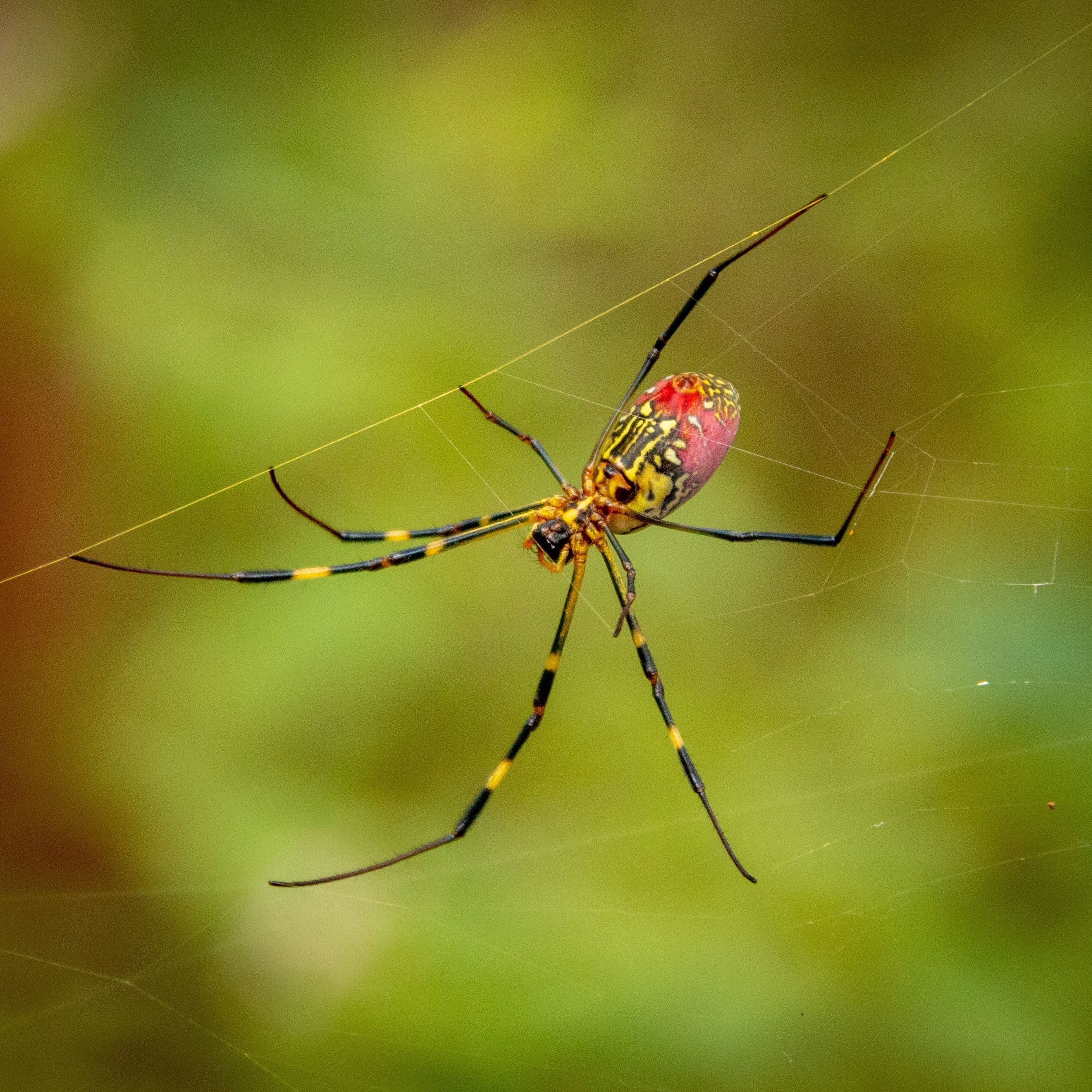 This Creepy Flying Spider Is Taking Over New England