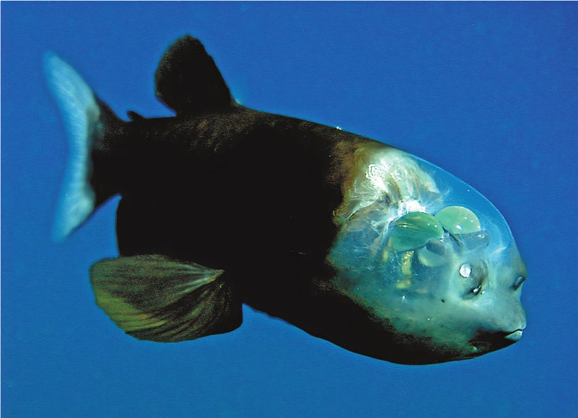 7 Strangest Animals Ever Discovered