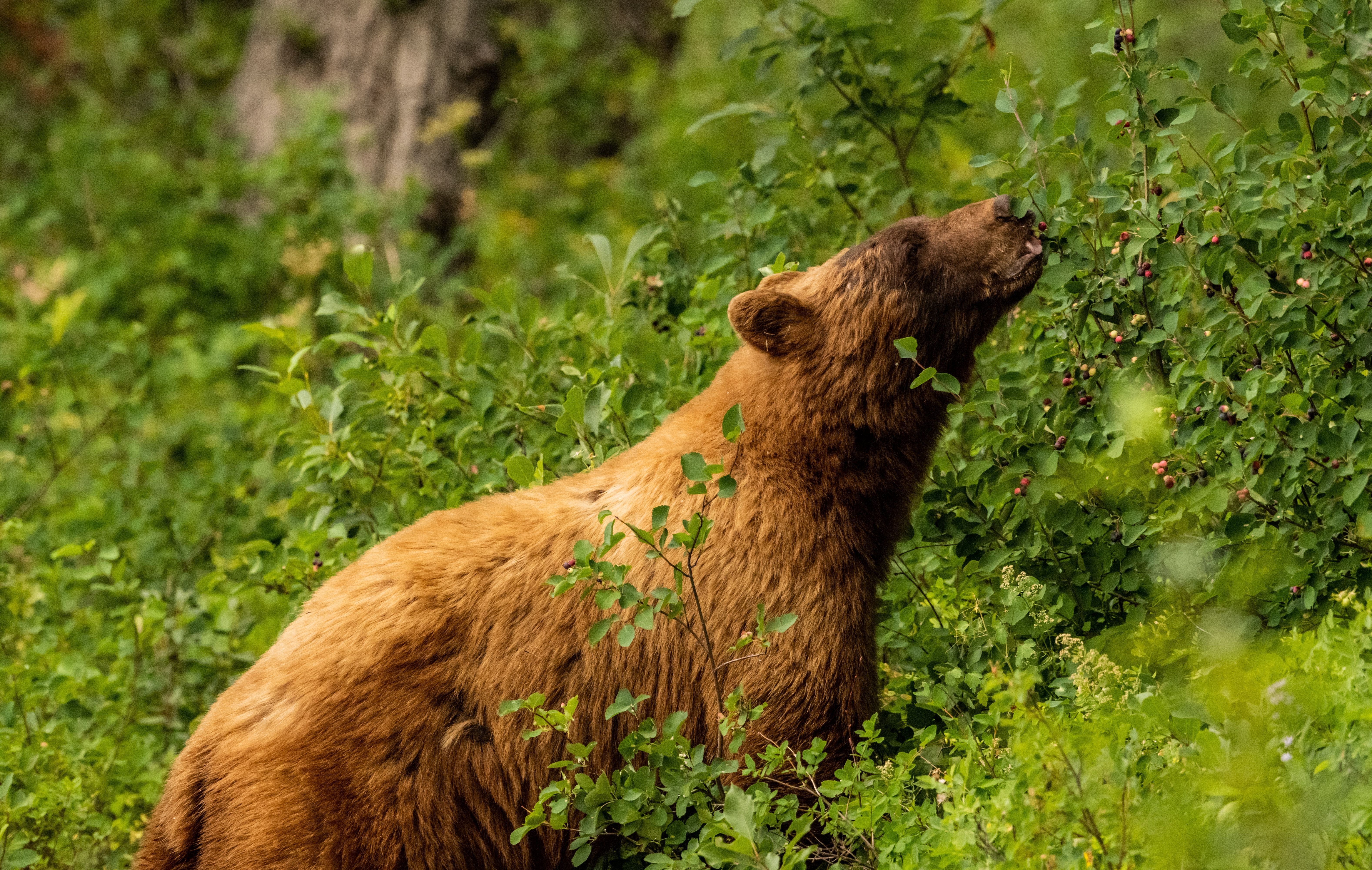 Which US National Park Has The Biggest Bear Population?
