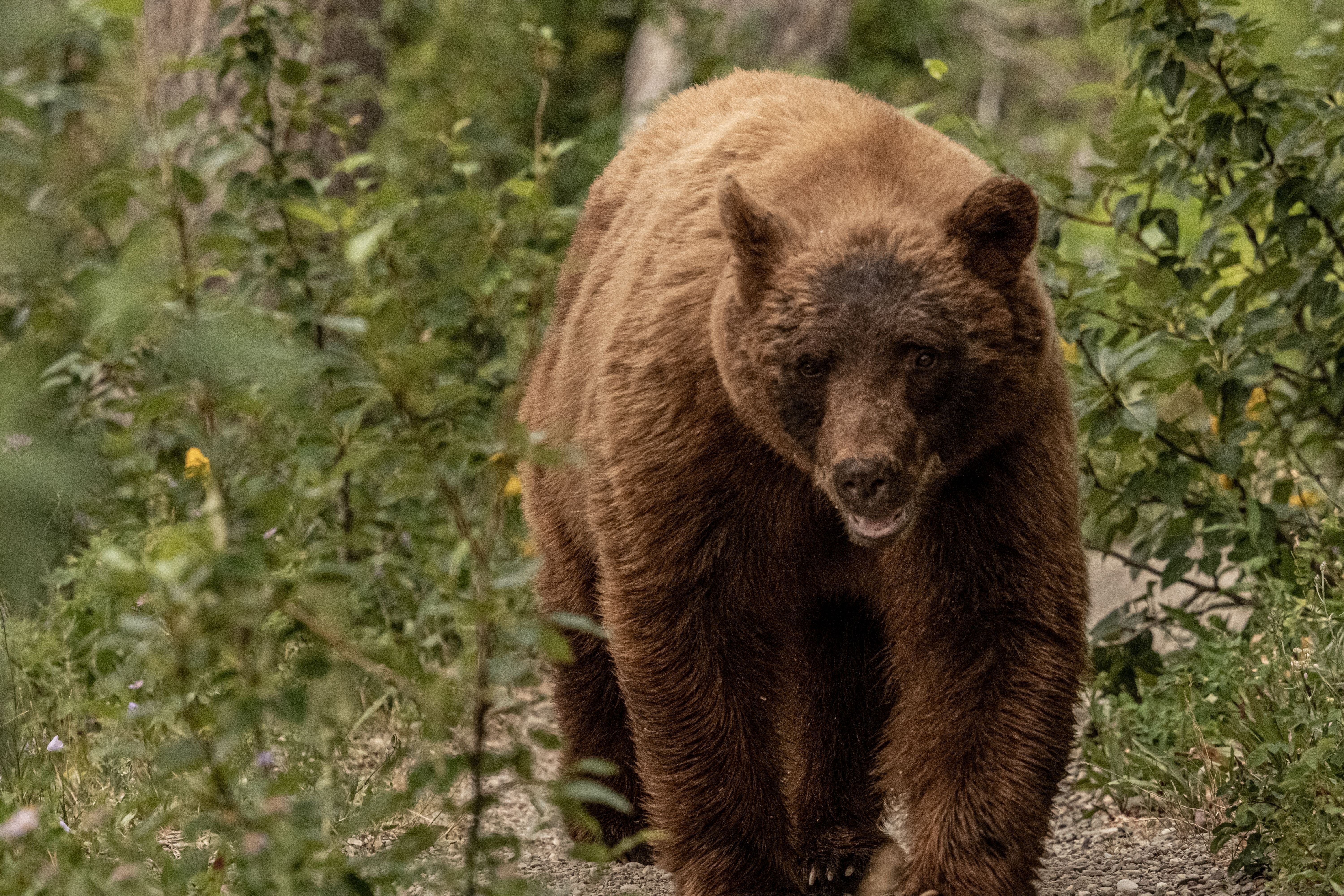 Which US National Park Has The Biggest Bear Population?