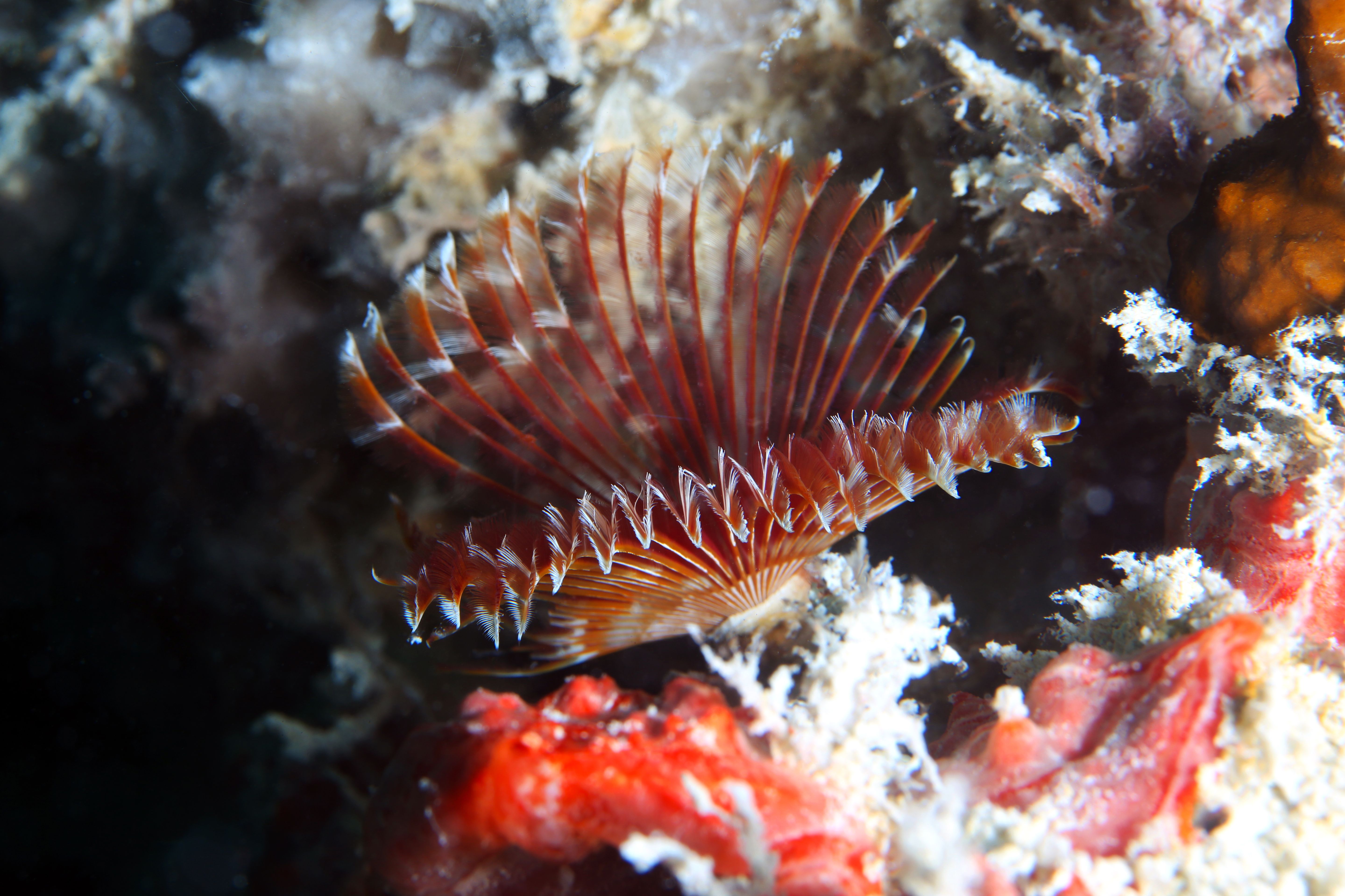 Hidden Scuba Gems: Here's How Florida Performs