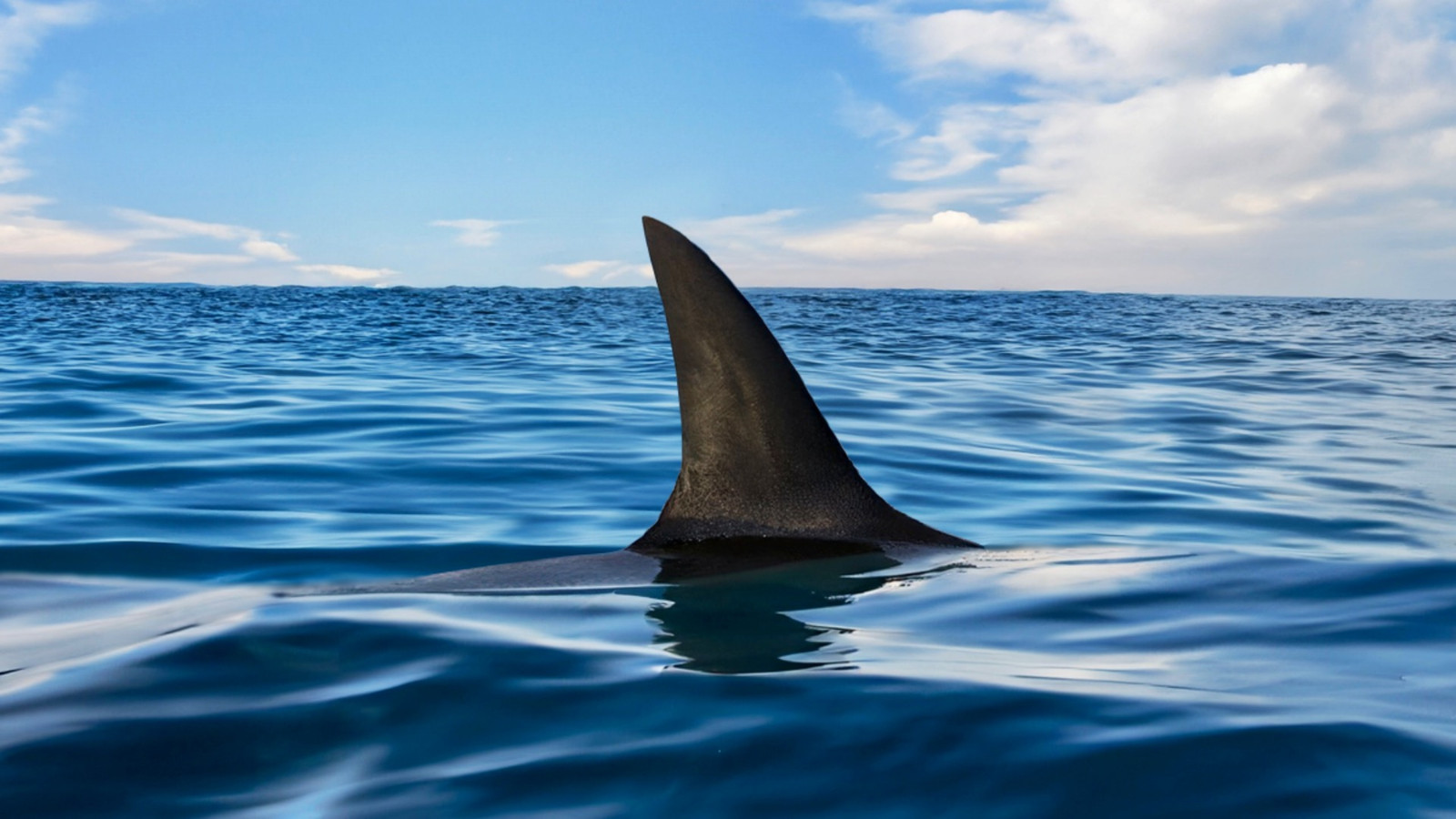 U.S. State Issues 13 Shark Warnings At Tourist Beaches For Summer