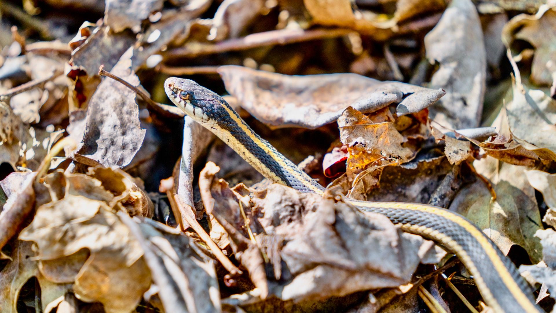 Don’t Be Fooled By Its Goofy Eyes, The Arabian Sand Boa Is A Deadly Hunter