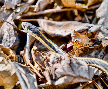 Don’t Be Fooled By Its Goofy Eyes, The Arabian Sand Boa Is A Deadly Hunter