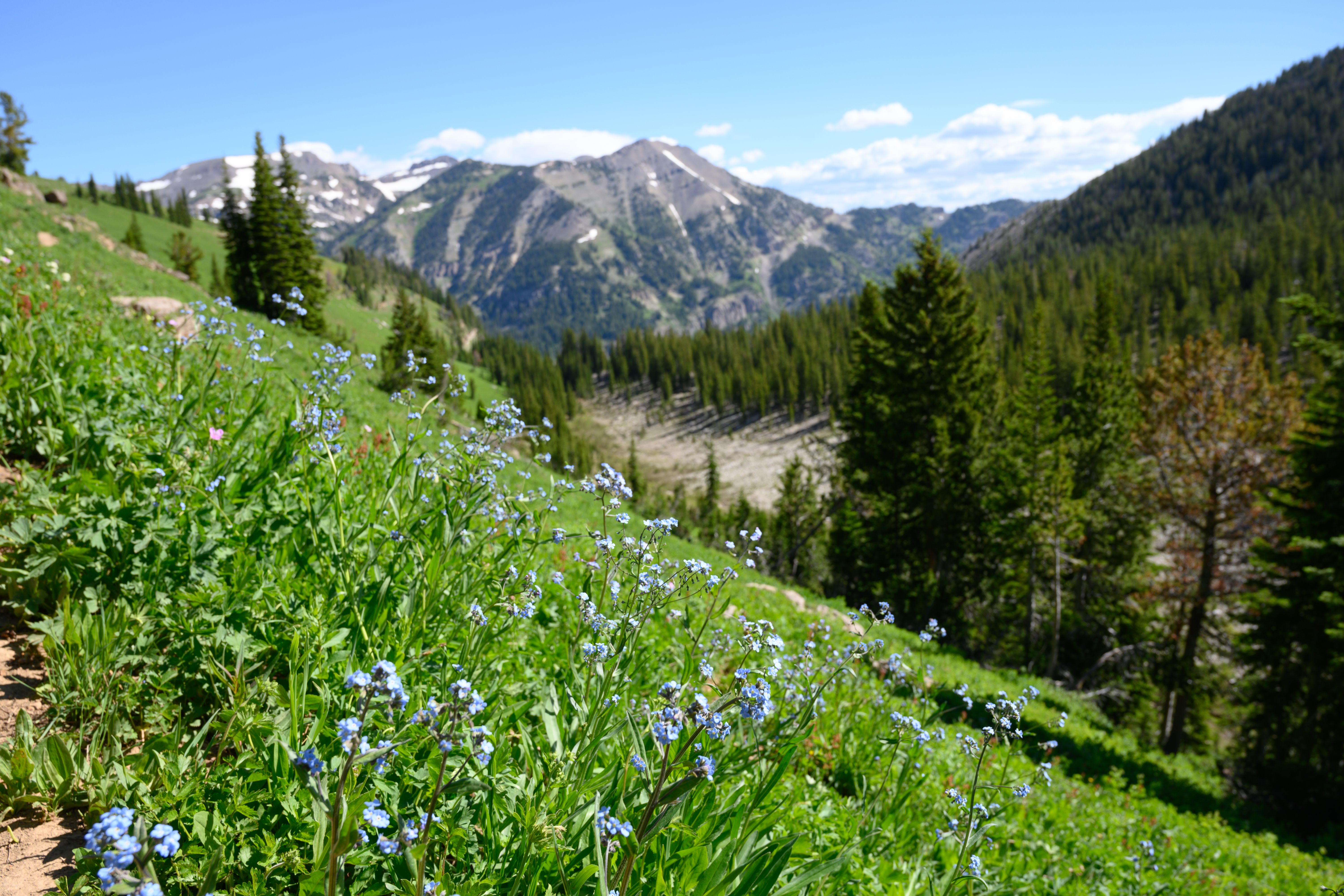 See Yellowstone National Park On This Epic Amtrak Train Trip