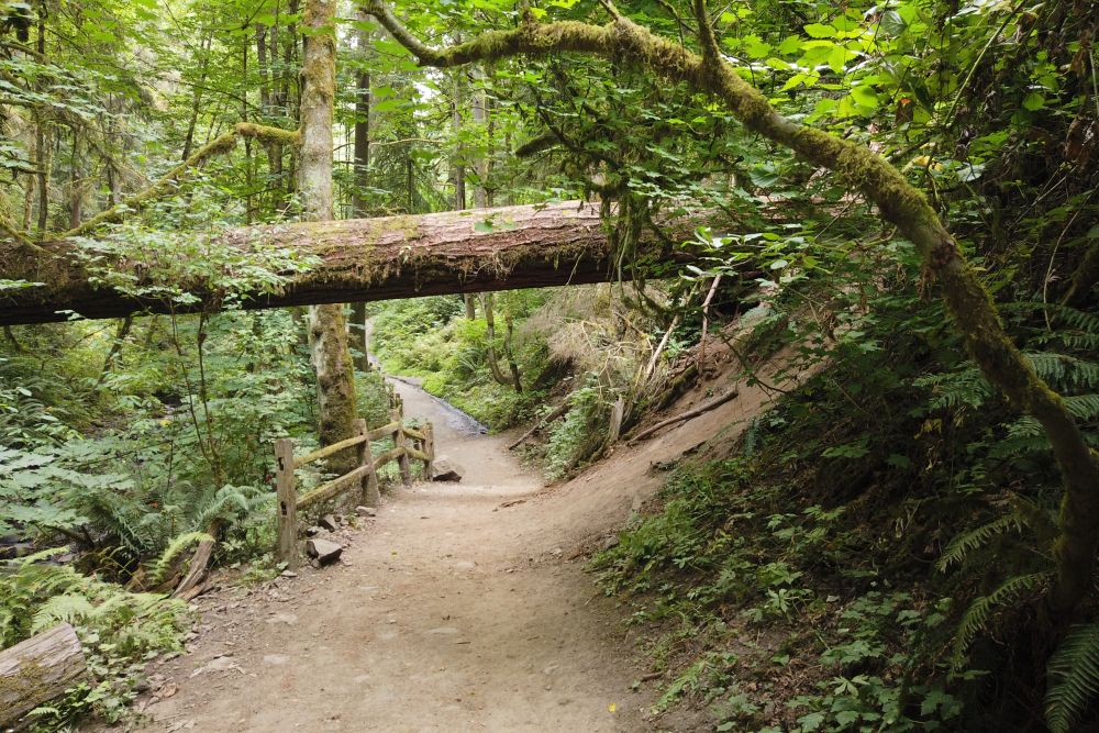 7 Scenic Urban Hikes In Portland, Oregon