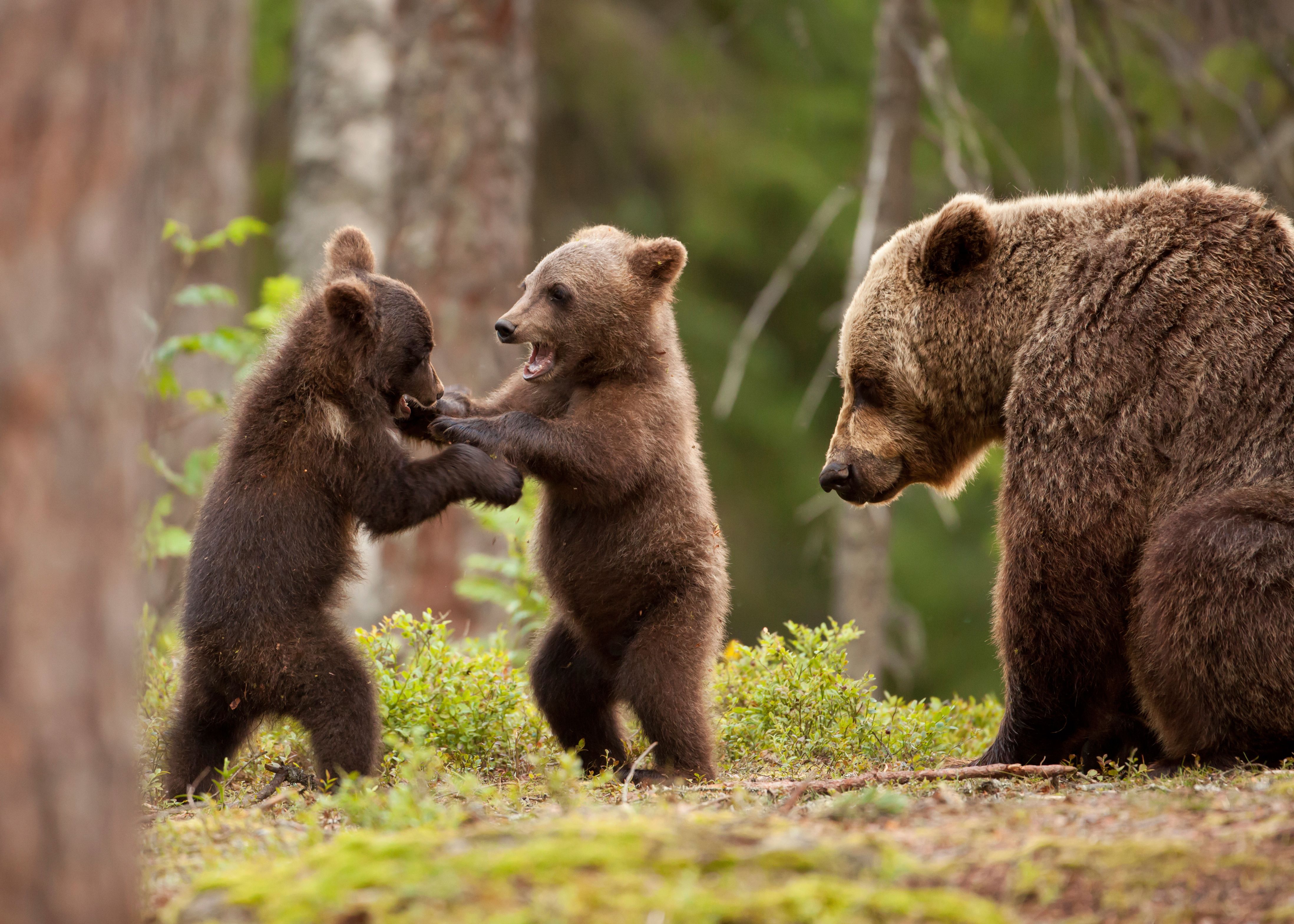 How Rare Are Bears In Europe?