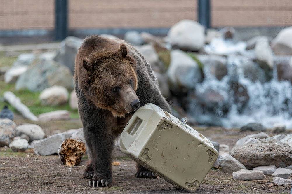 Bear Stack Testing Don't Feed The Bears: 9 Safety Tips To Avoid Being Their Snack