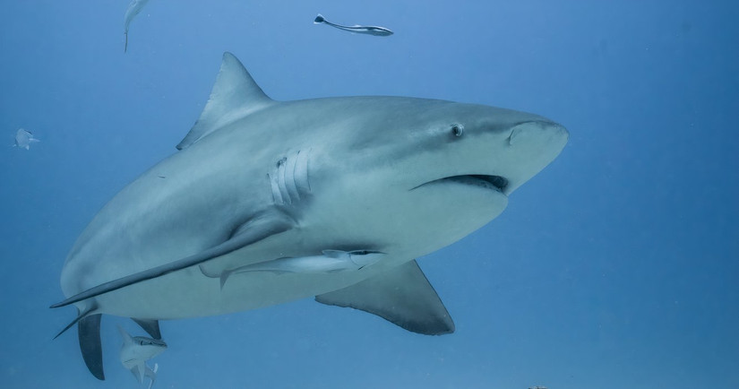 Bull shark swimming in the ocean