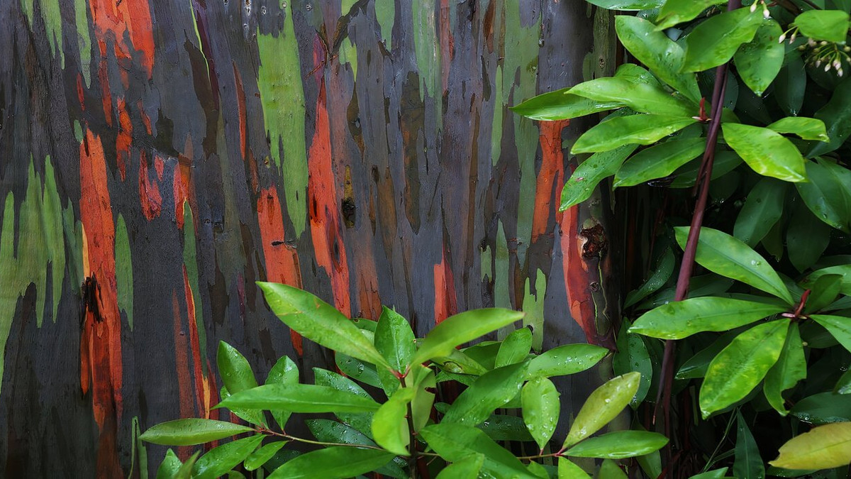 Tree Creative Writing Where You Can See Hawaii's Infamous Rainbow Trees