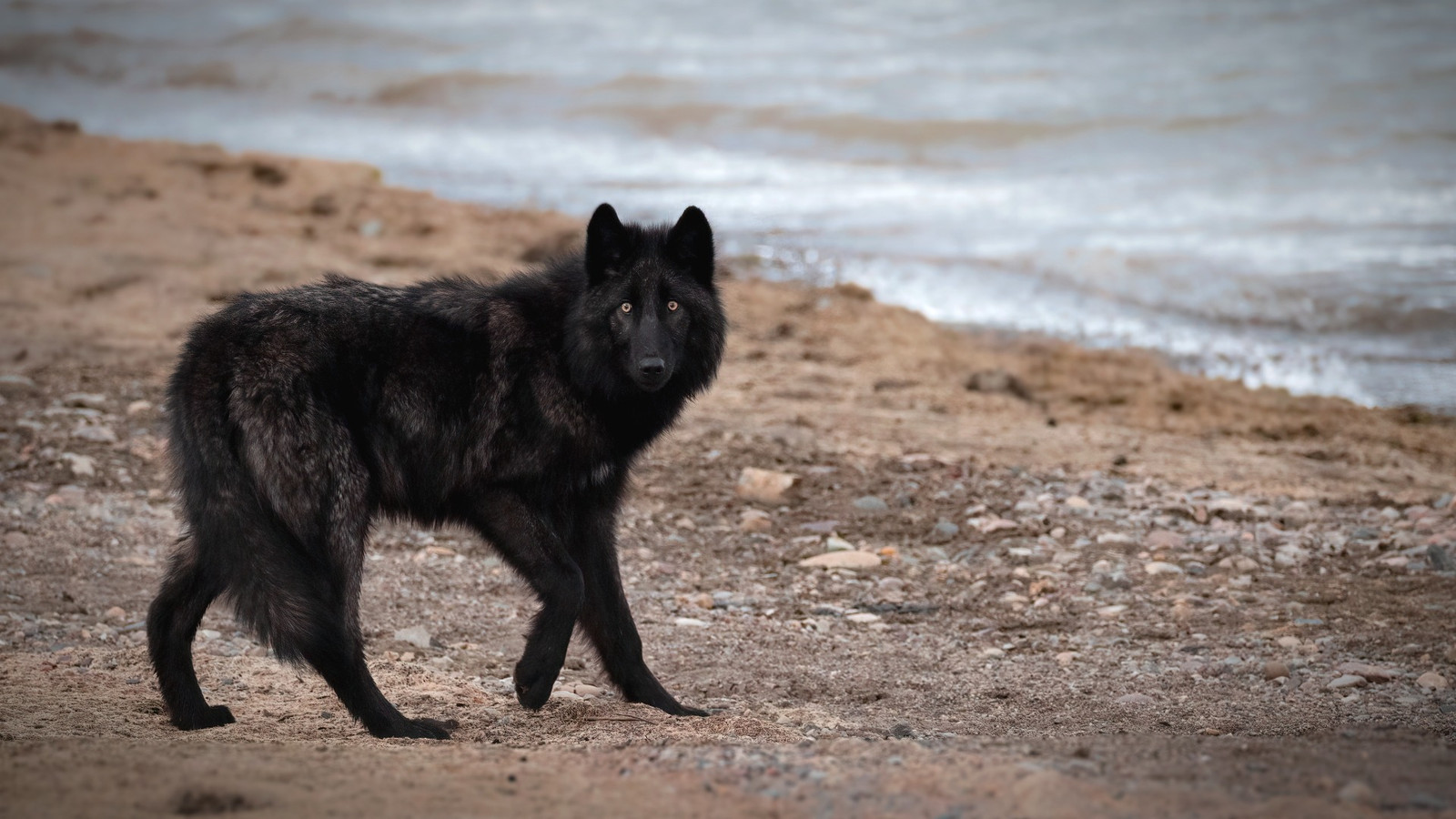 7 Best National Parks To See Wolves