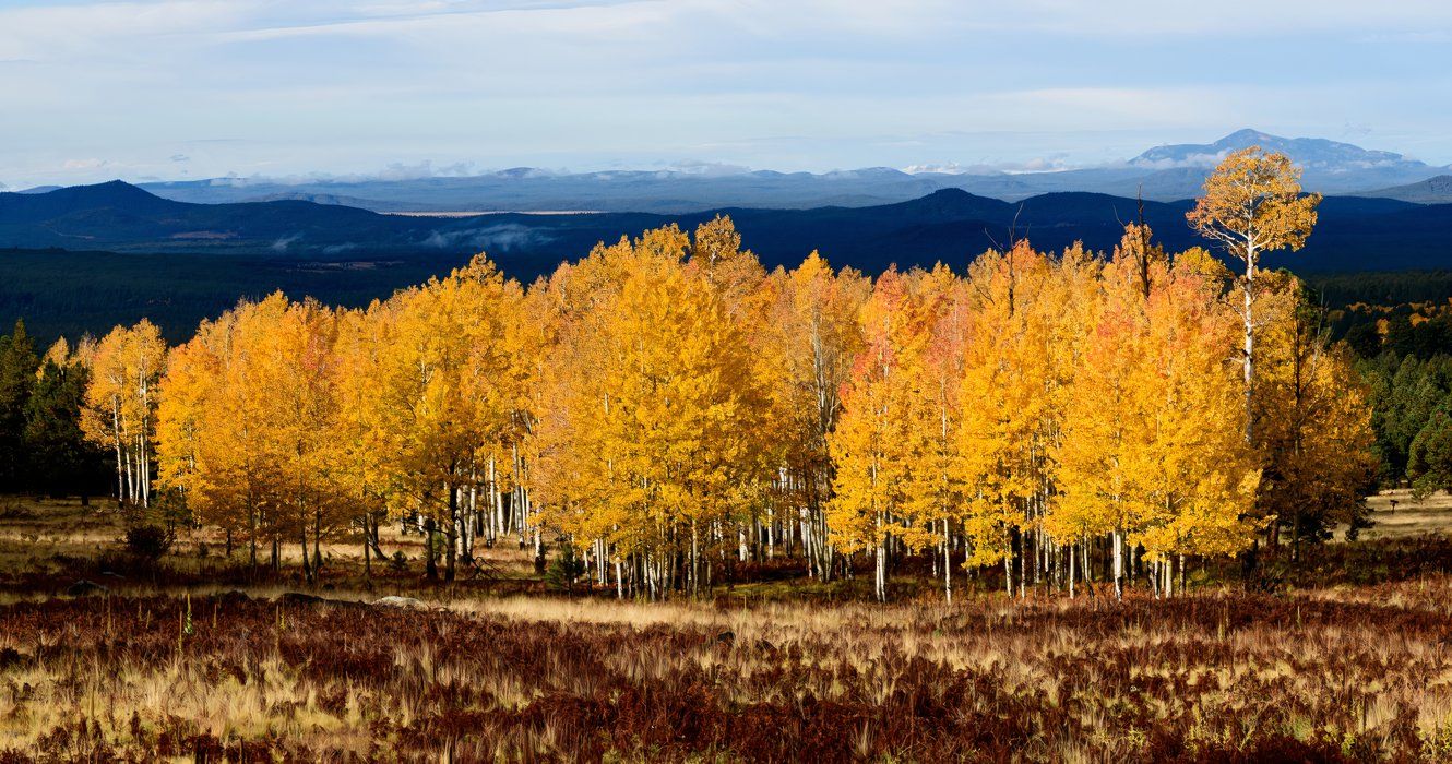 The Surprising Arizona City Where You Can See Epic Fall Colors