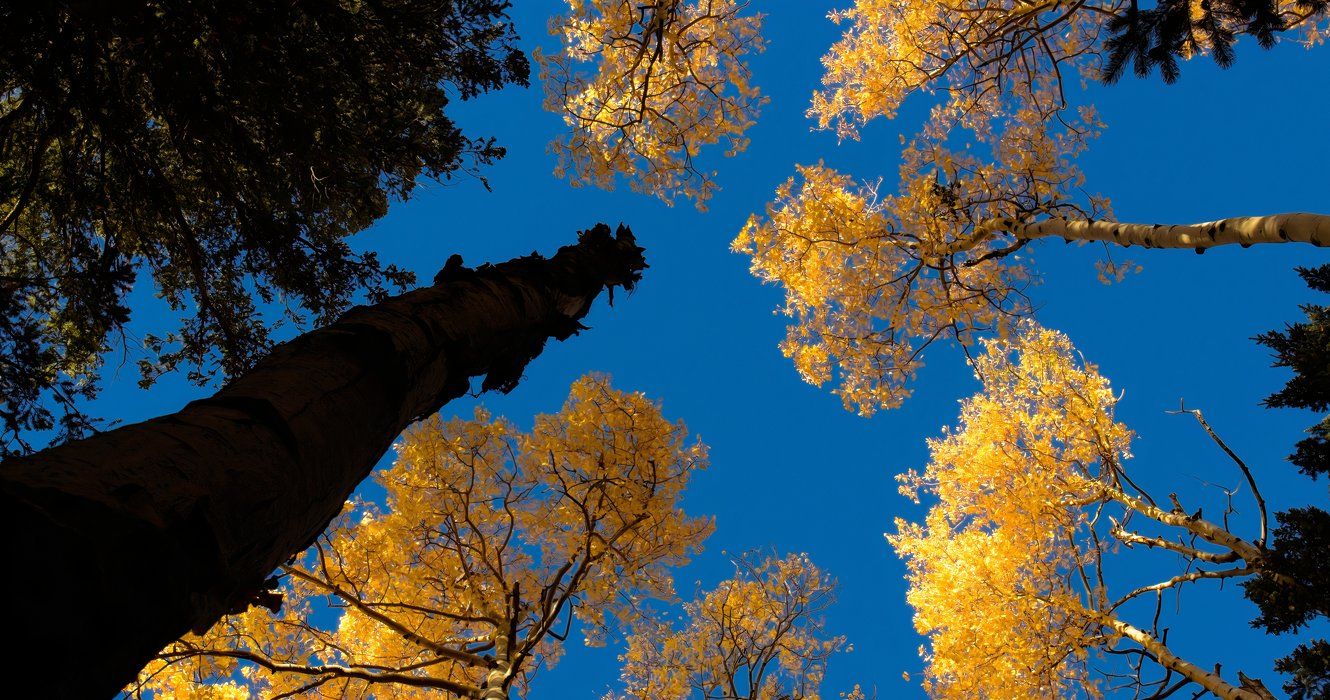 The Surprising Arizona City Where You Can See Epic Fall Colors