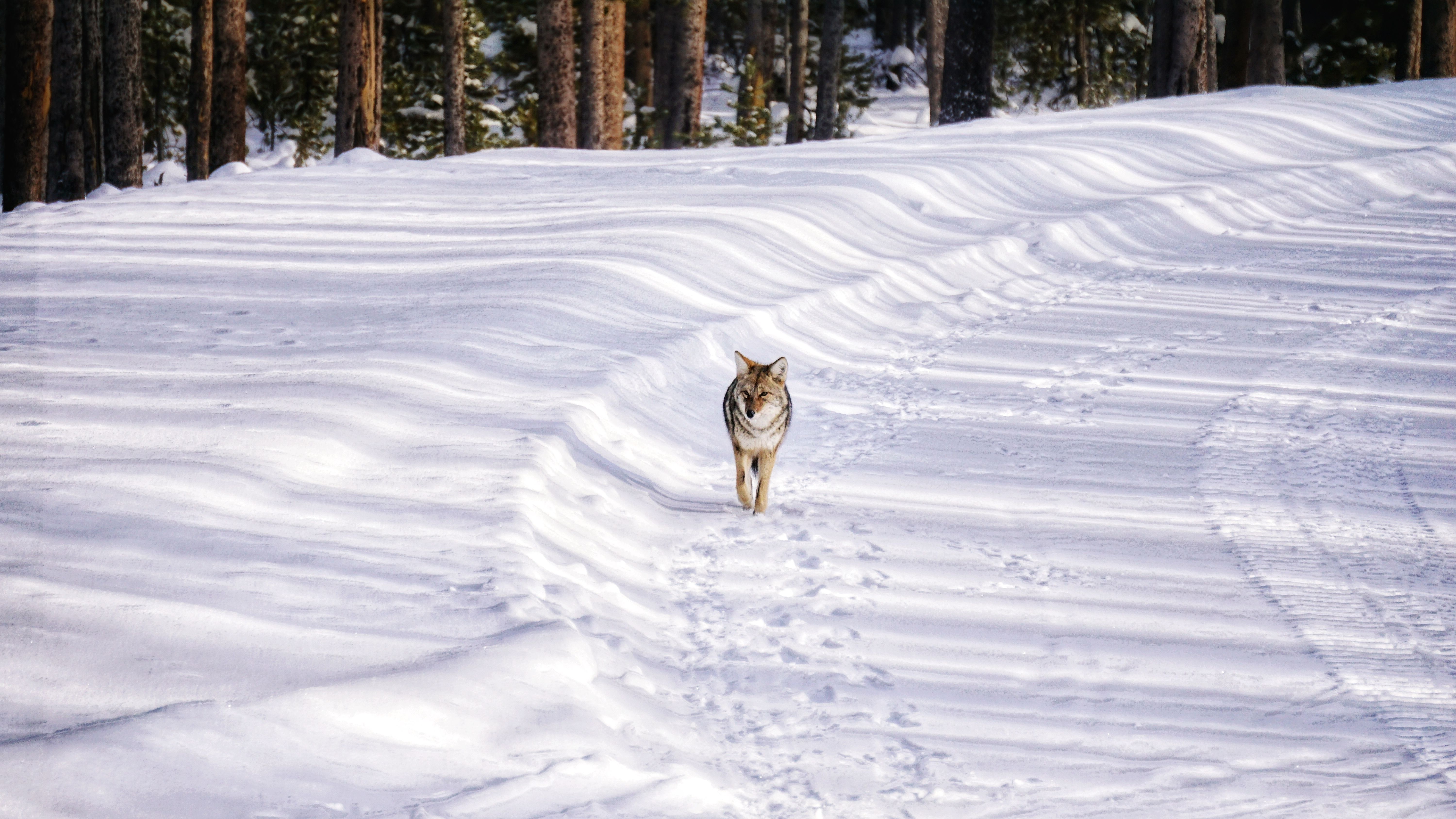7 Best National Parks To See Wolves