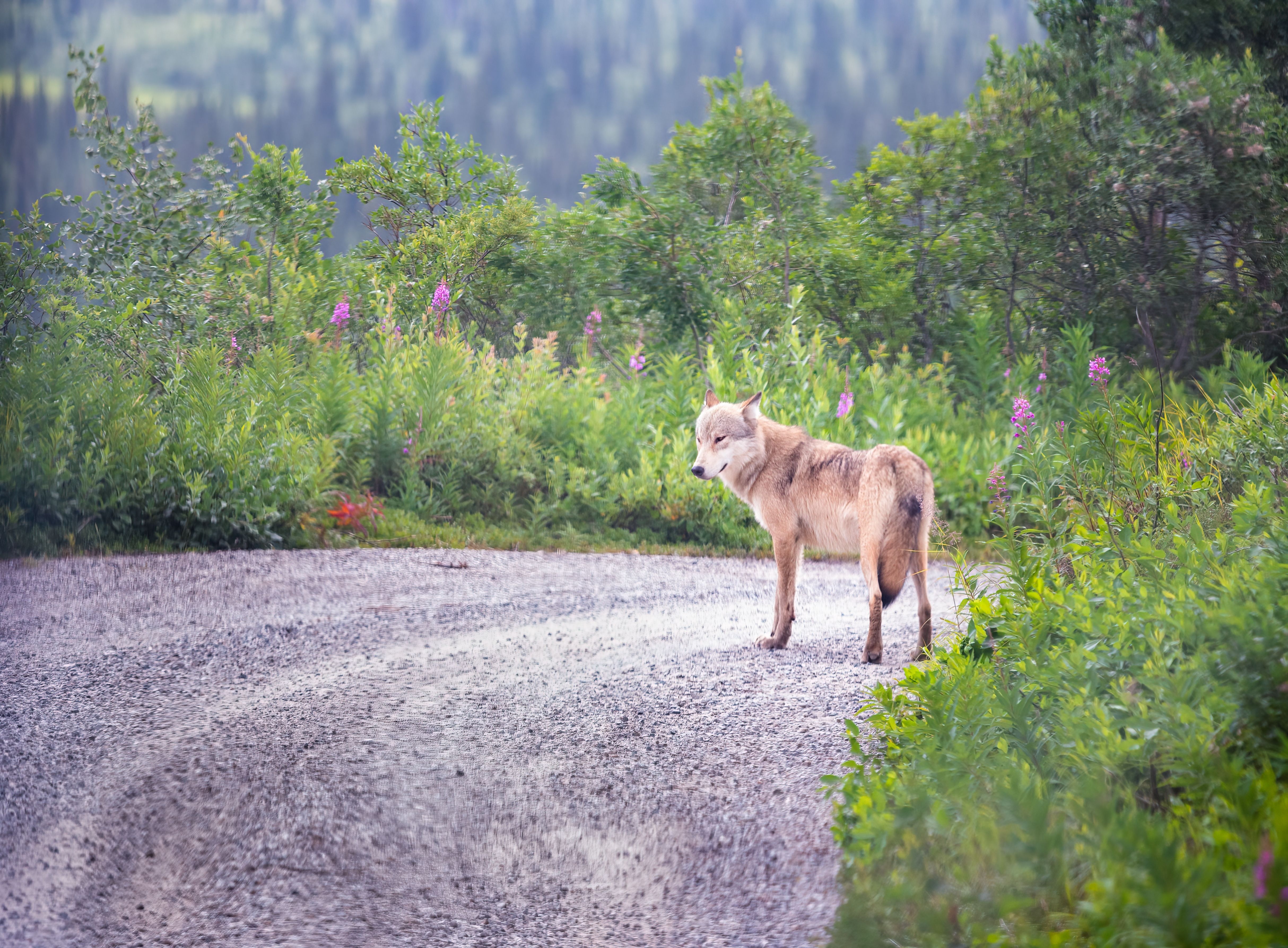 7 Best National Parks To See Wolves