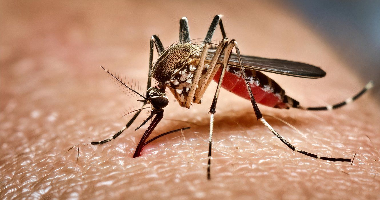 The World's Deadliest Animals Aren't Snakes