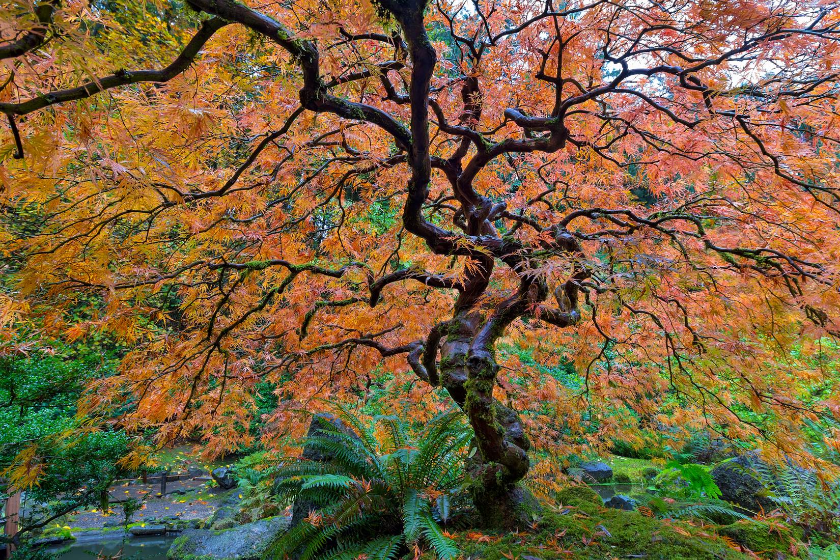 The Portland Japanese Garden in the fall, Oregon