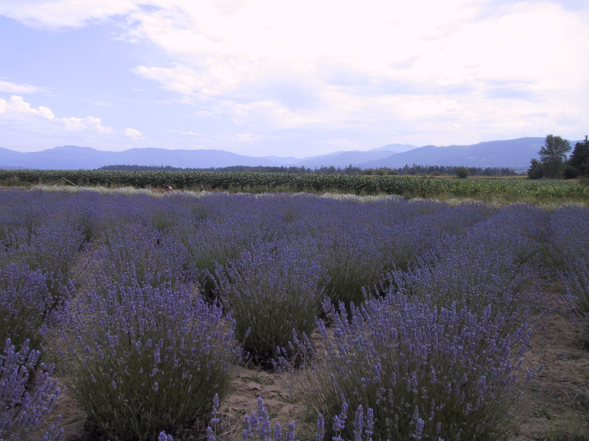 7 Cutest Small Towns In the Olympic Peninsula