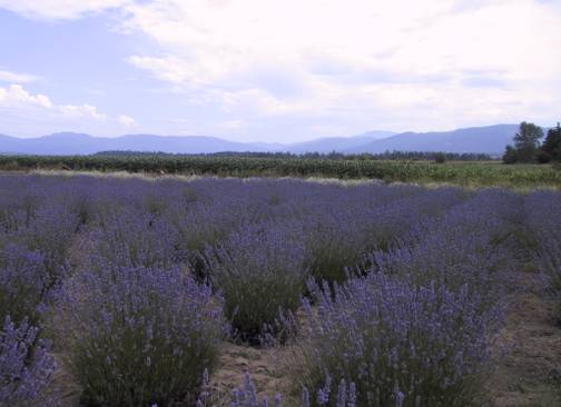 Sequim Population 7 Cutest Small Towns In the Olympic Peninsula