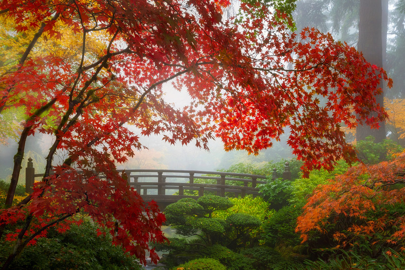 Moon Bridge in the Portland Japanese Garden, OR, Oregon, USA