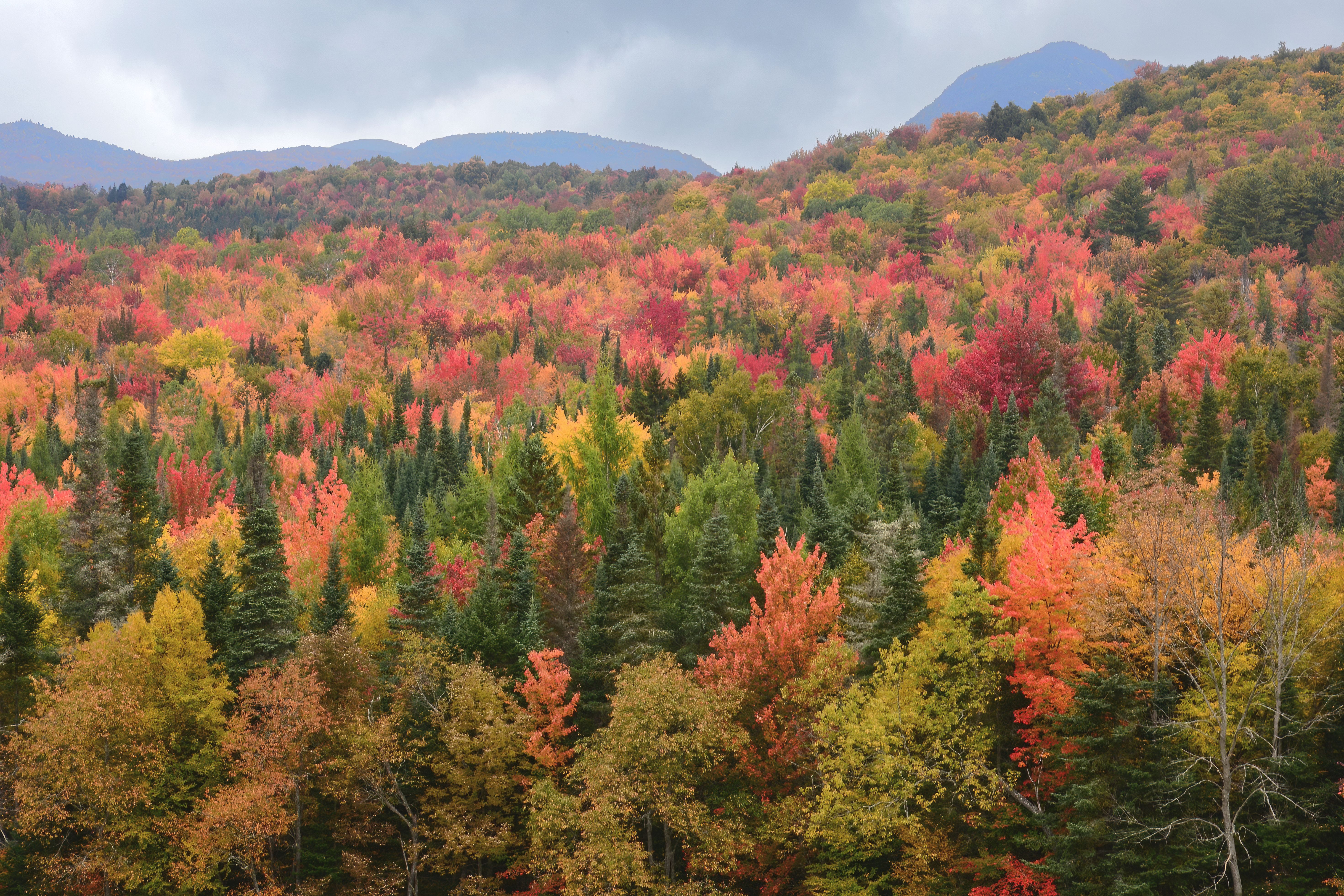Looking For Fall Colors? Why Experts Say To Skip This Popular Area This ...