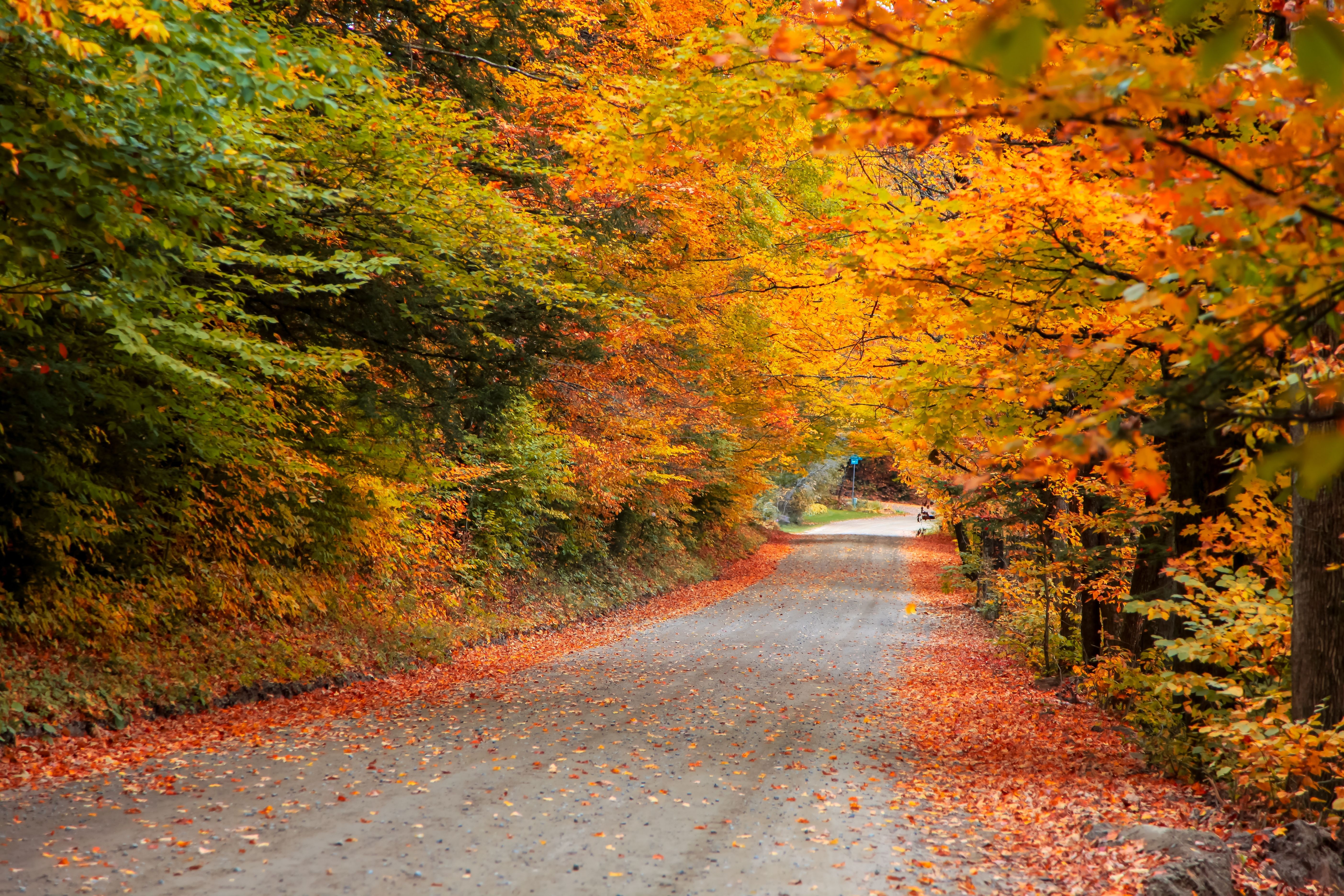 Looking For Fall Colors? Why Experts Say To Skip This Popular Area This ...