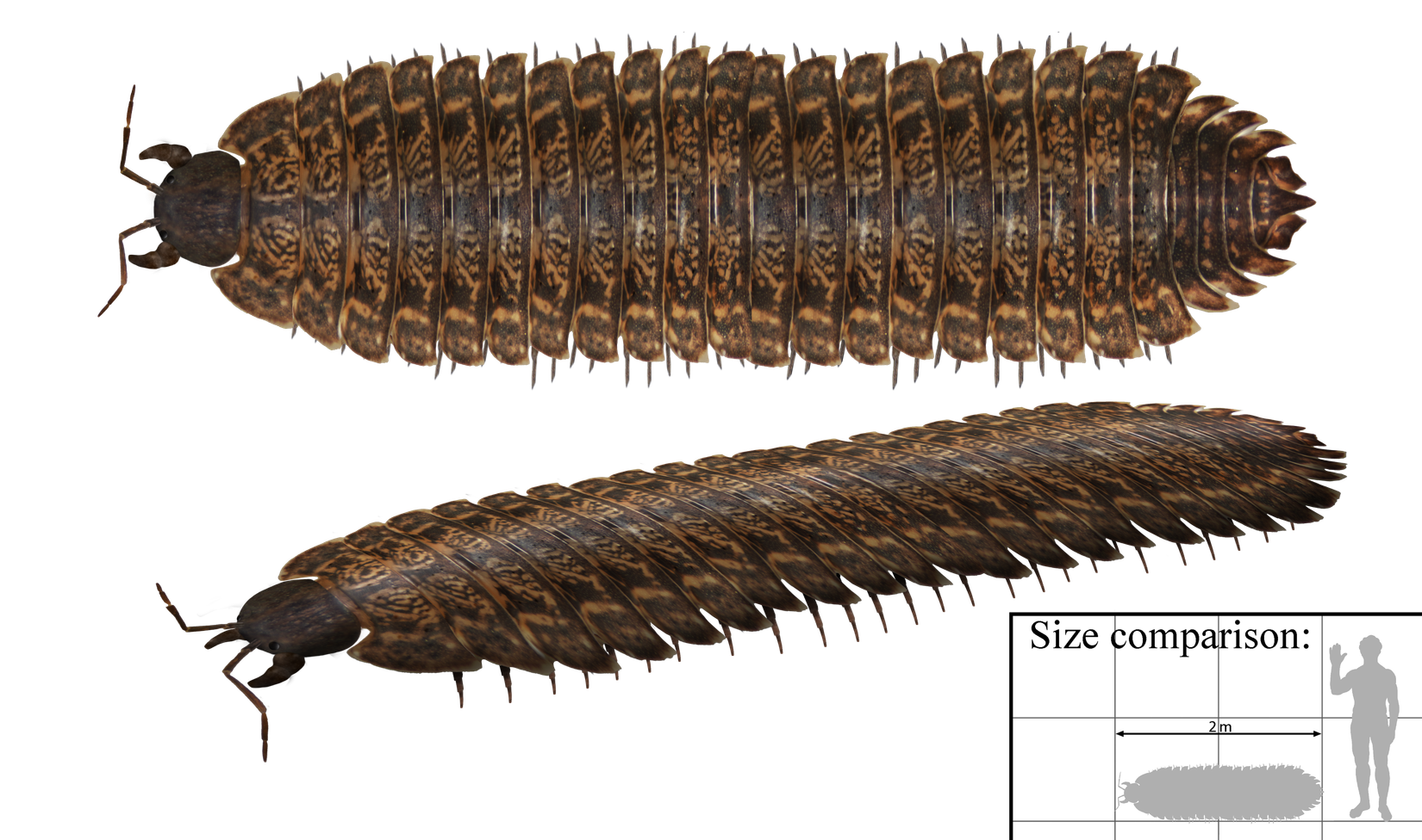 Giant 