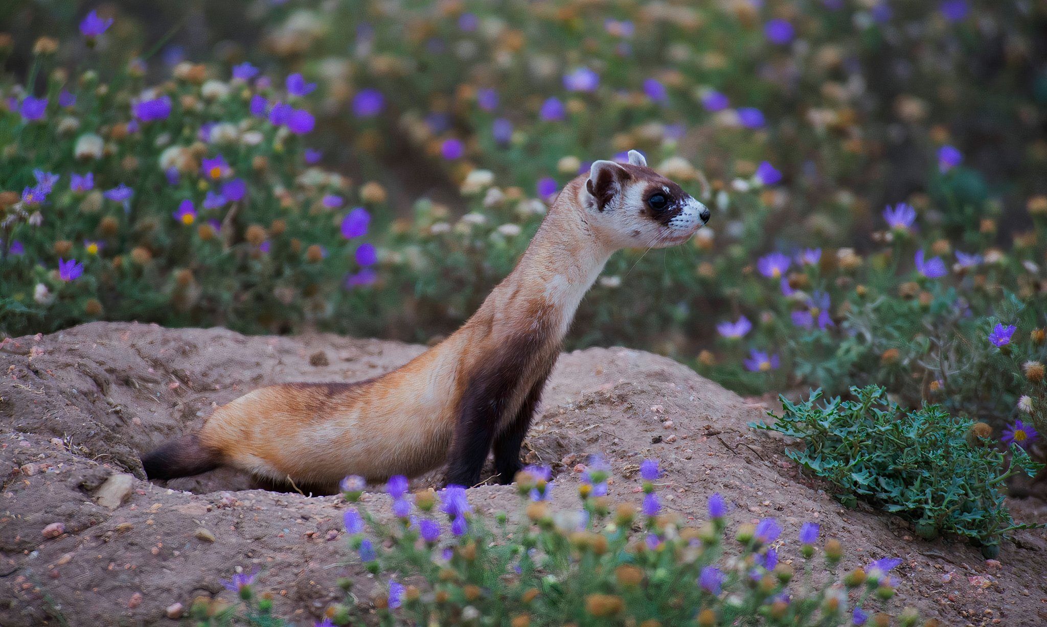 America's Only Native Ferret Was Thought Extinct—Until It Showed Up ...