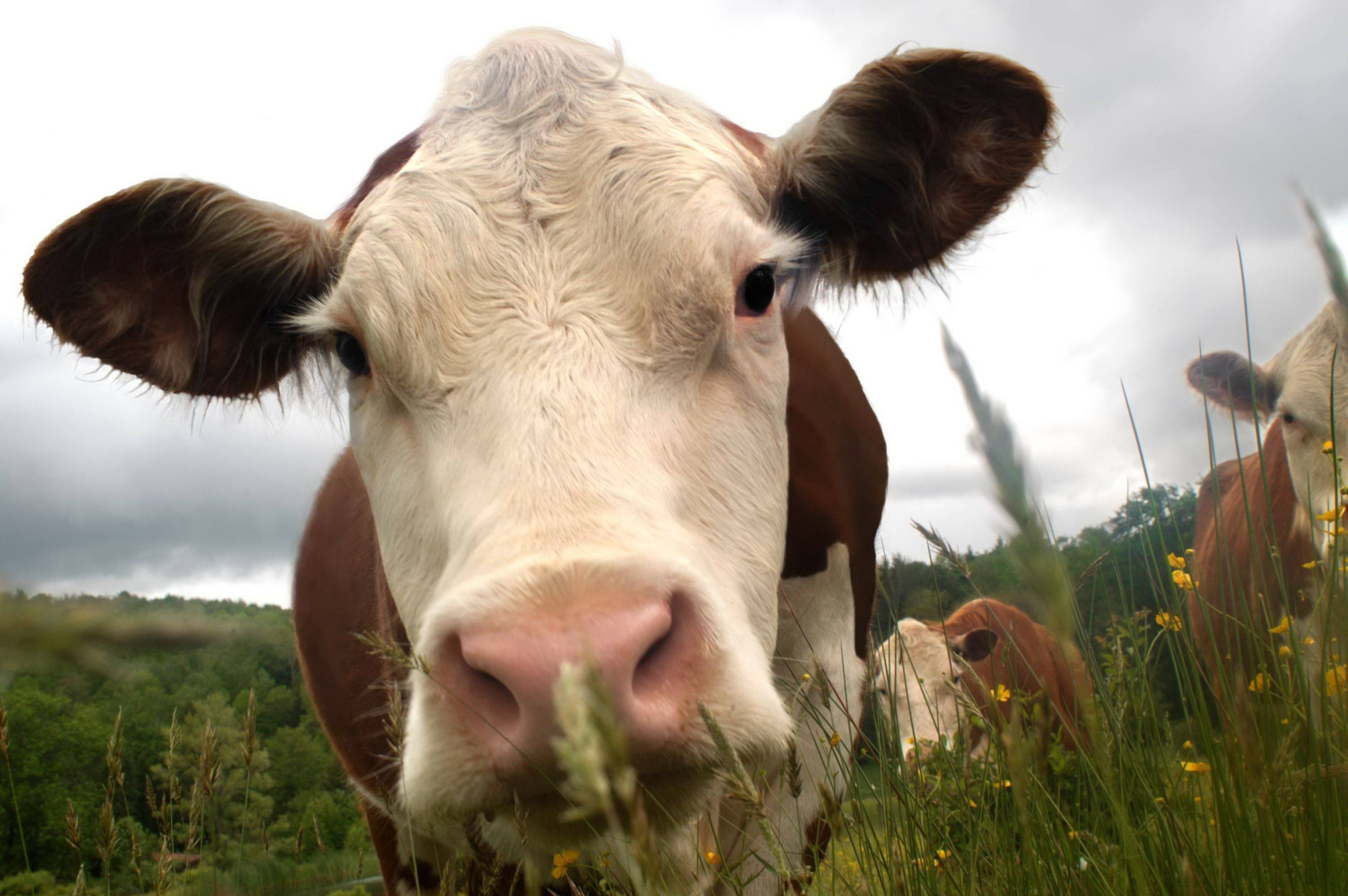 Why Do Mutilated Cattle Keep Being Found Across The US?