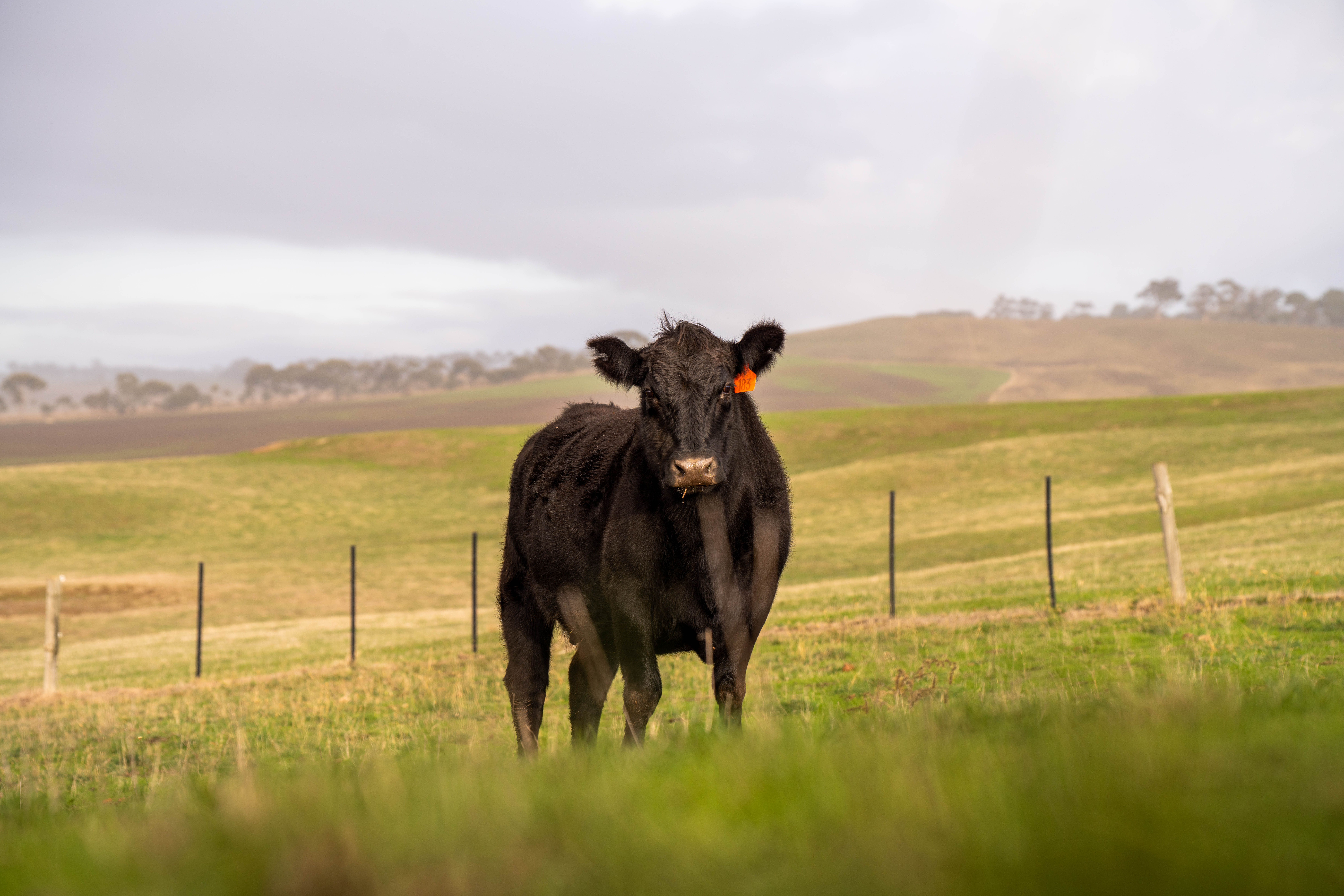 Why Do Mutilated Cattle Keep Being Found Across The US?