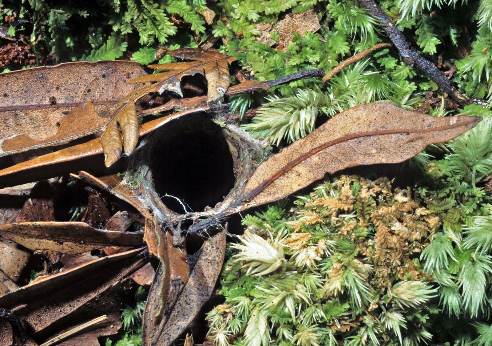 Scientists Found A Giant Spider Fossil In This Unsurprising Country