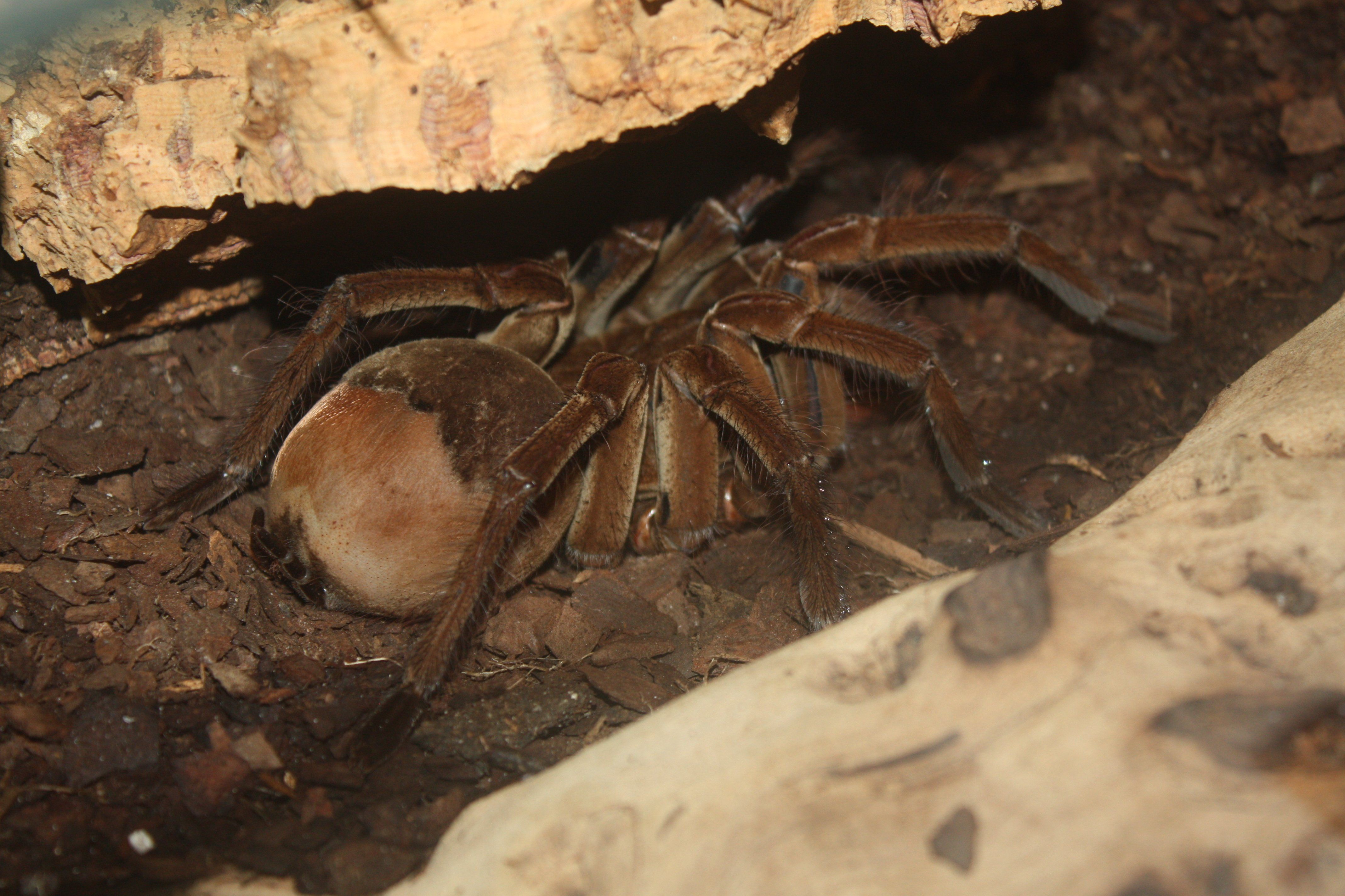 Where To Find The Biggest Spider In The World