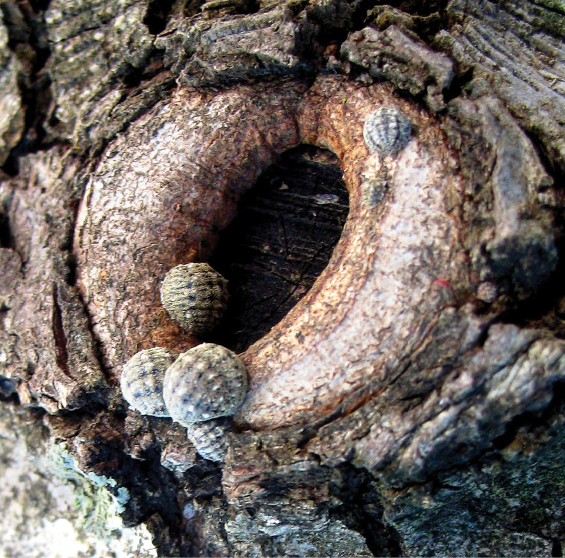 3,800-Year-Old Artifact Mentioned In The Bible Has Been Found By ...
