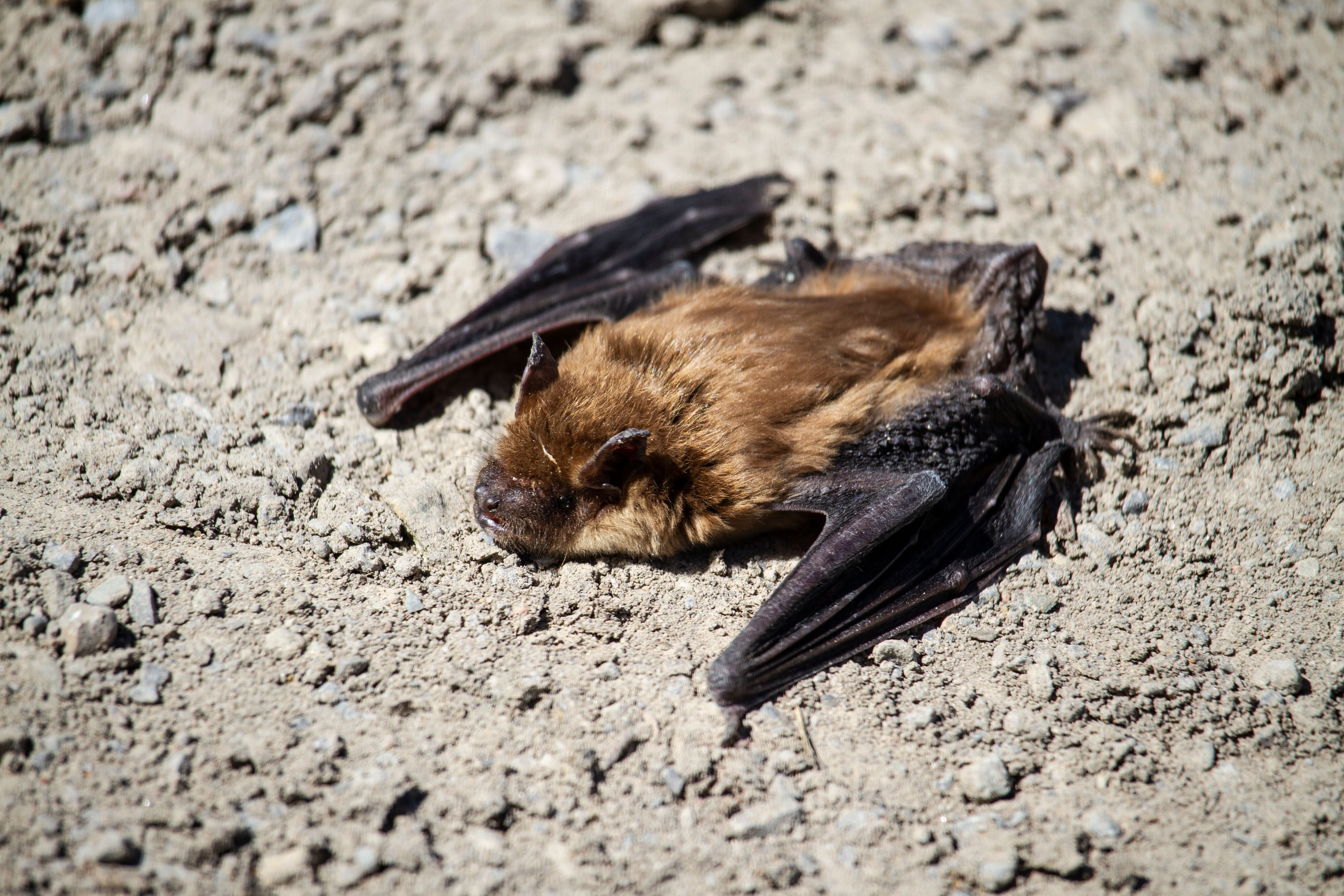 Bats With Rabies Ontario