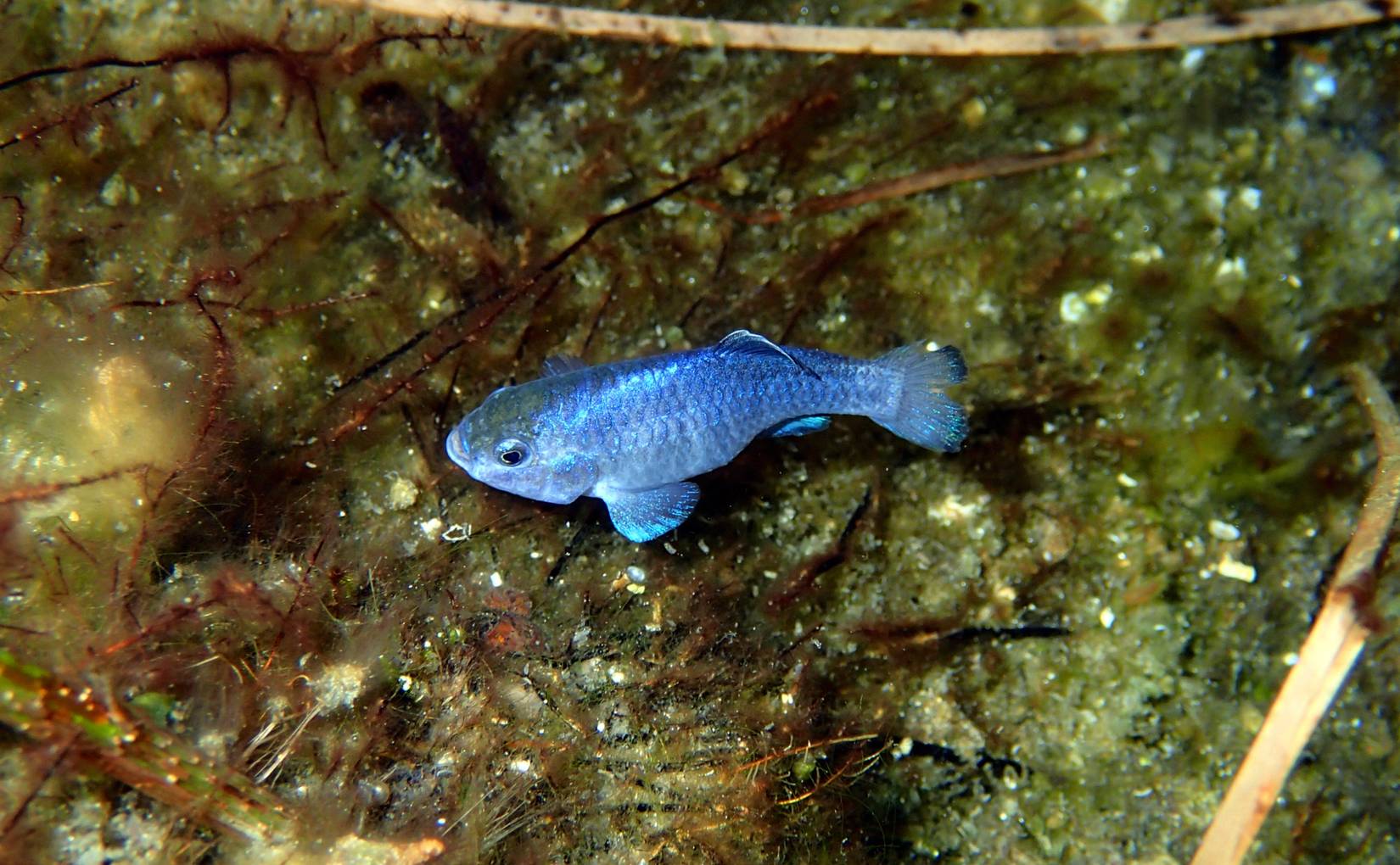 Death Valley National Park Continues To Isolate The World's Rarest Fish ...