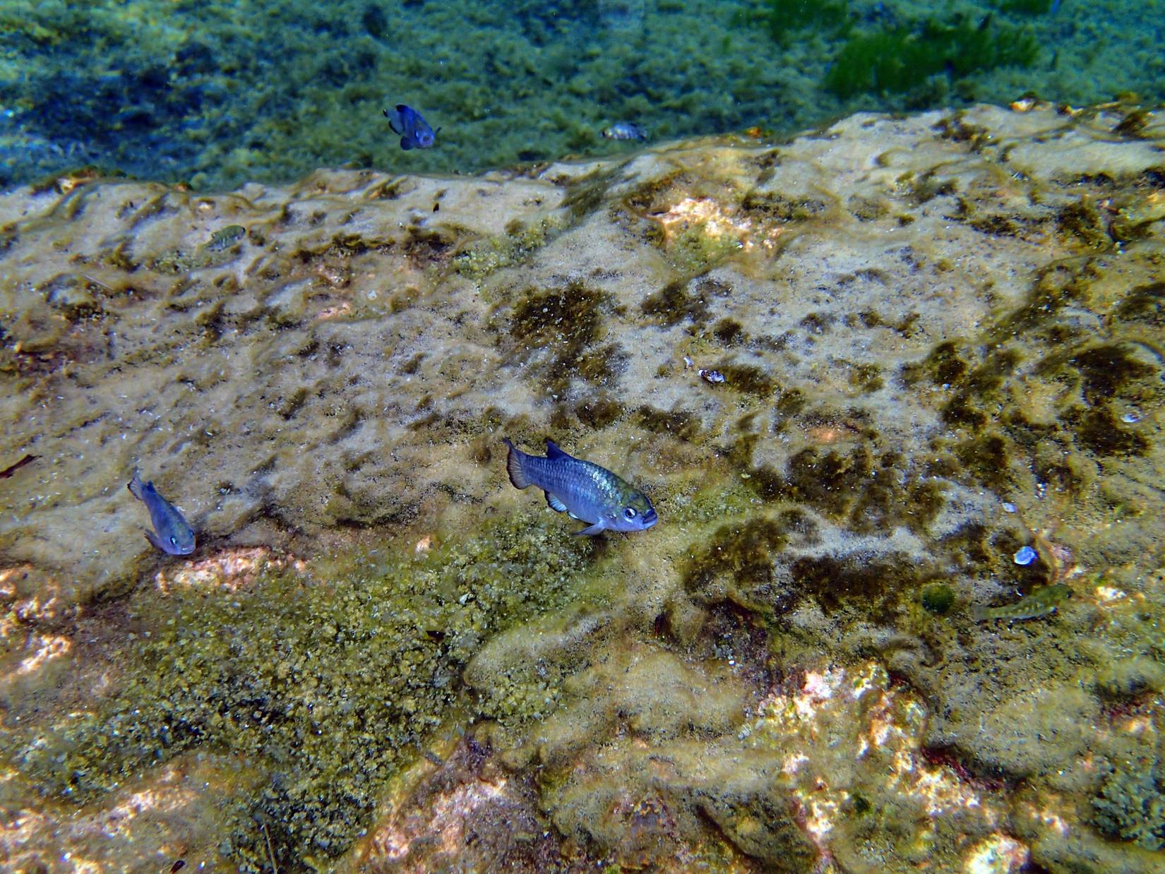 Death Valley National Park Continues To Isolate The World's Rarest Fish ...