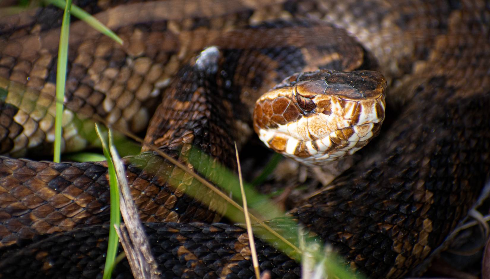 8 Animals You Can't Own In America