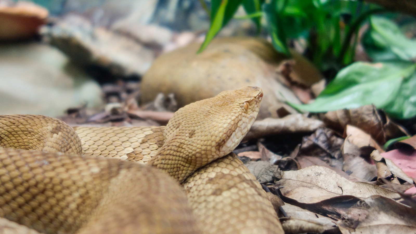 Extreme Snake Infestation Calmly photo