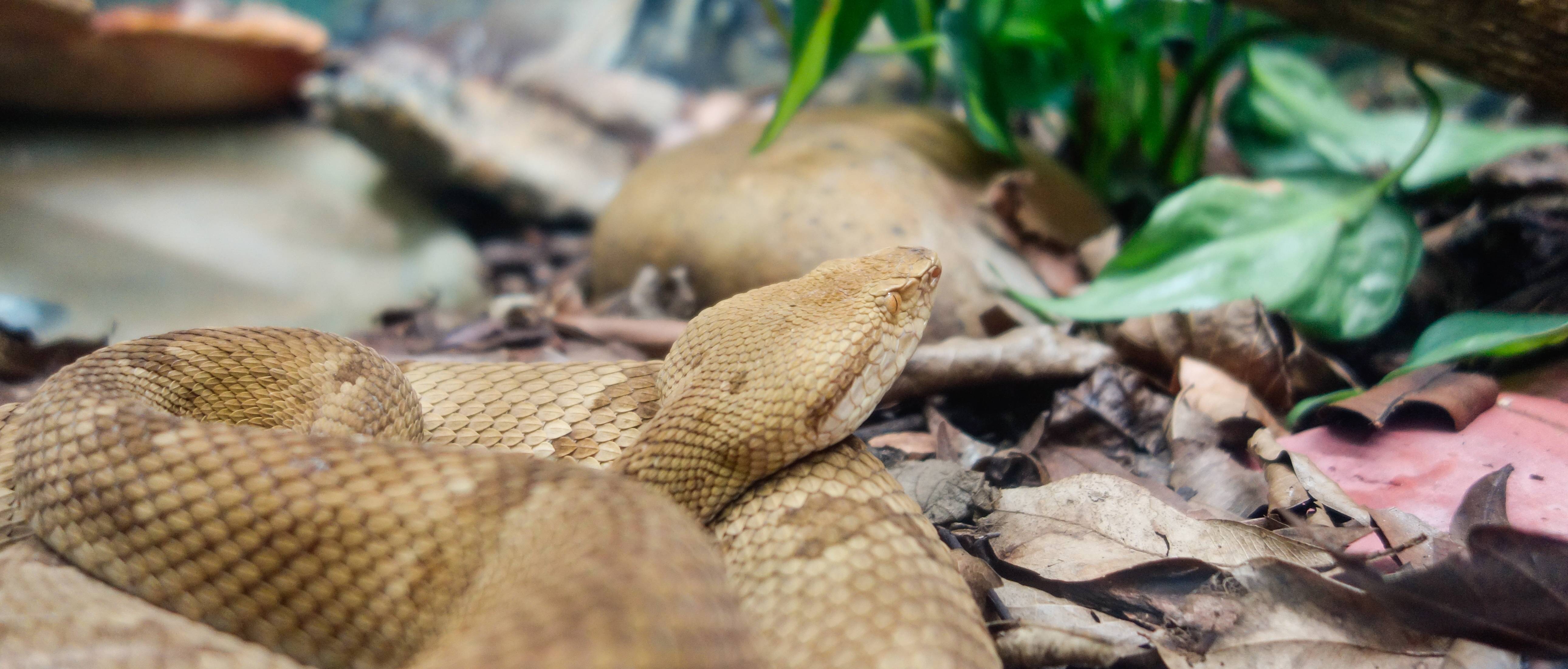 Brazilian Rattle 8 Places Around The World With The Most Venomous Snake Infestations